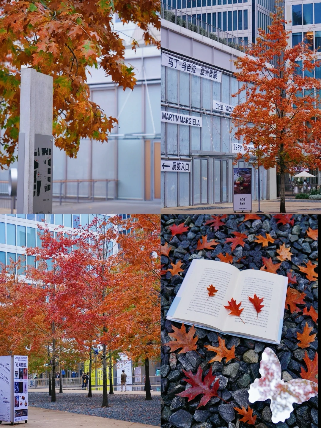 期待了一整年，天目里枫叶🍁终于红了❗️❗️