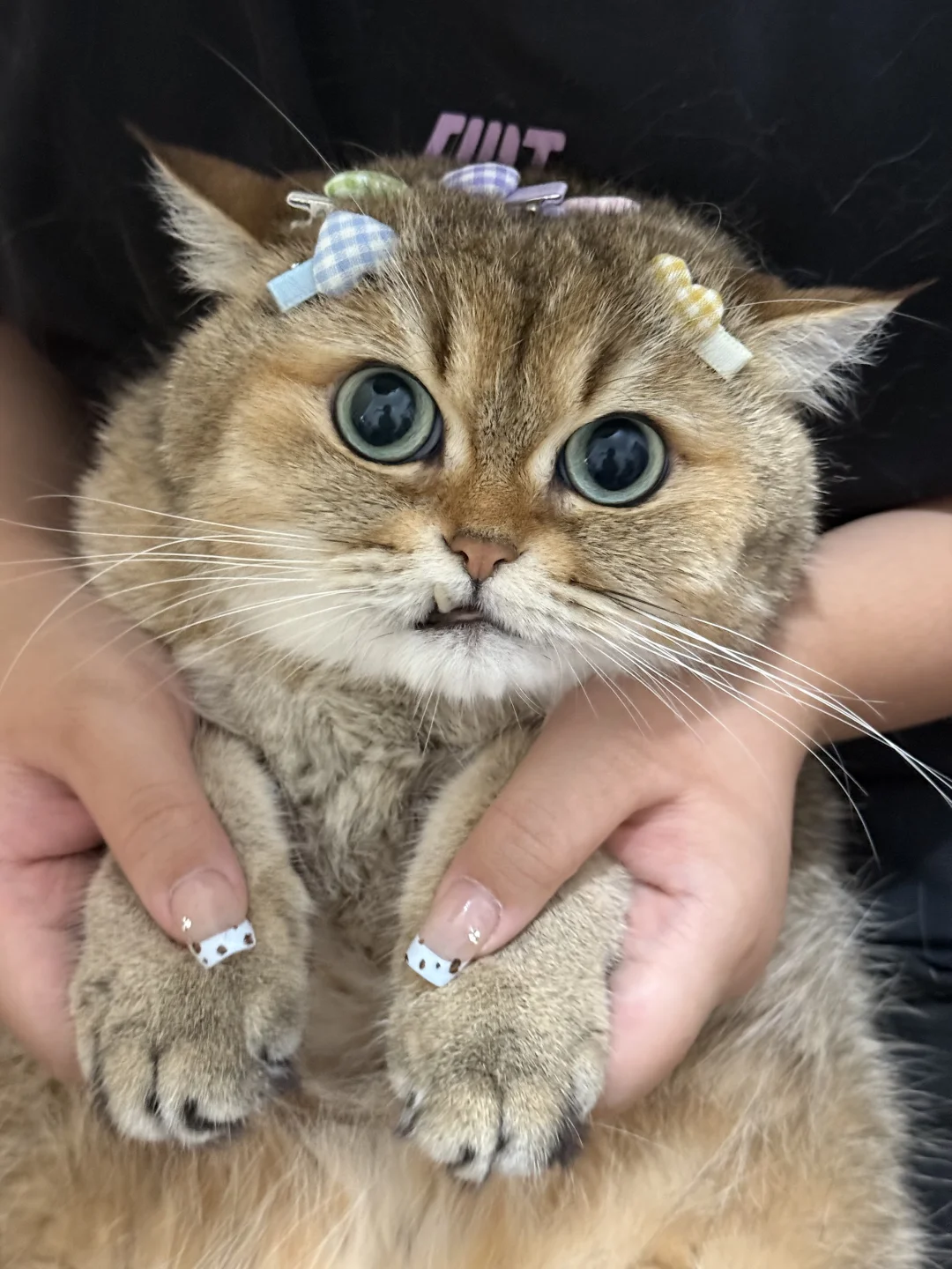 谁家小猫咪头上长满了小爱心呀