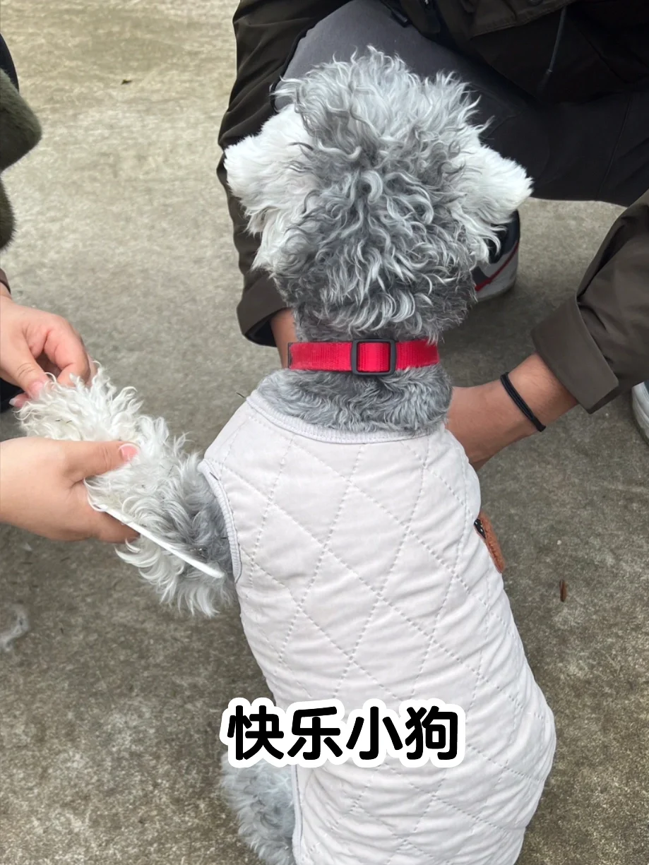 给狗狗买衣服，别再乱花💰了！