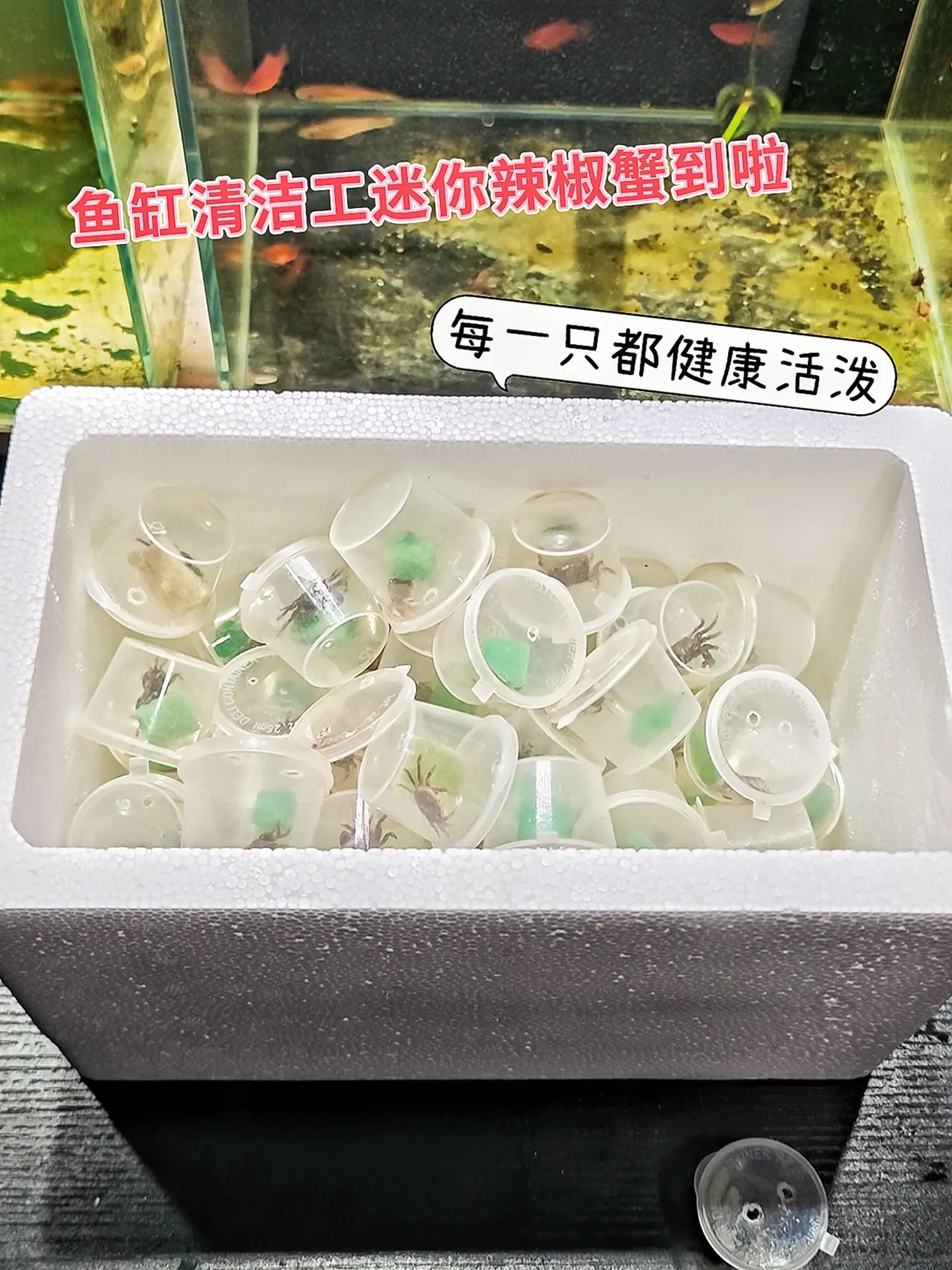 1·有了迷你辣椒蟹，再也不用手动刮藻！它会主动清理鱼缸壁和水草上的藻类...