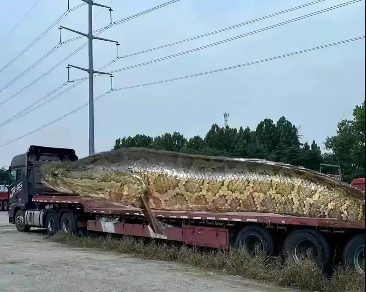 朋友说钓了一条大鱼，要用平板车才能运回去我不信，结果他拍了一张照片过来，原来是真