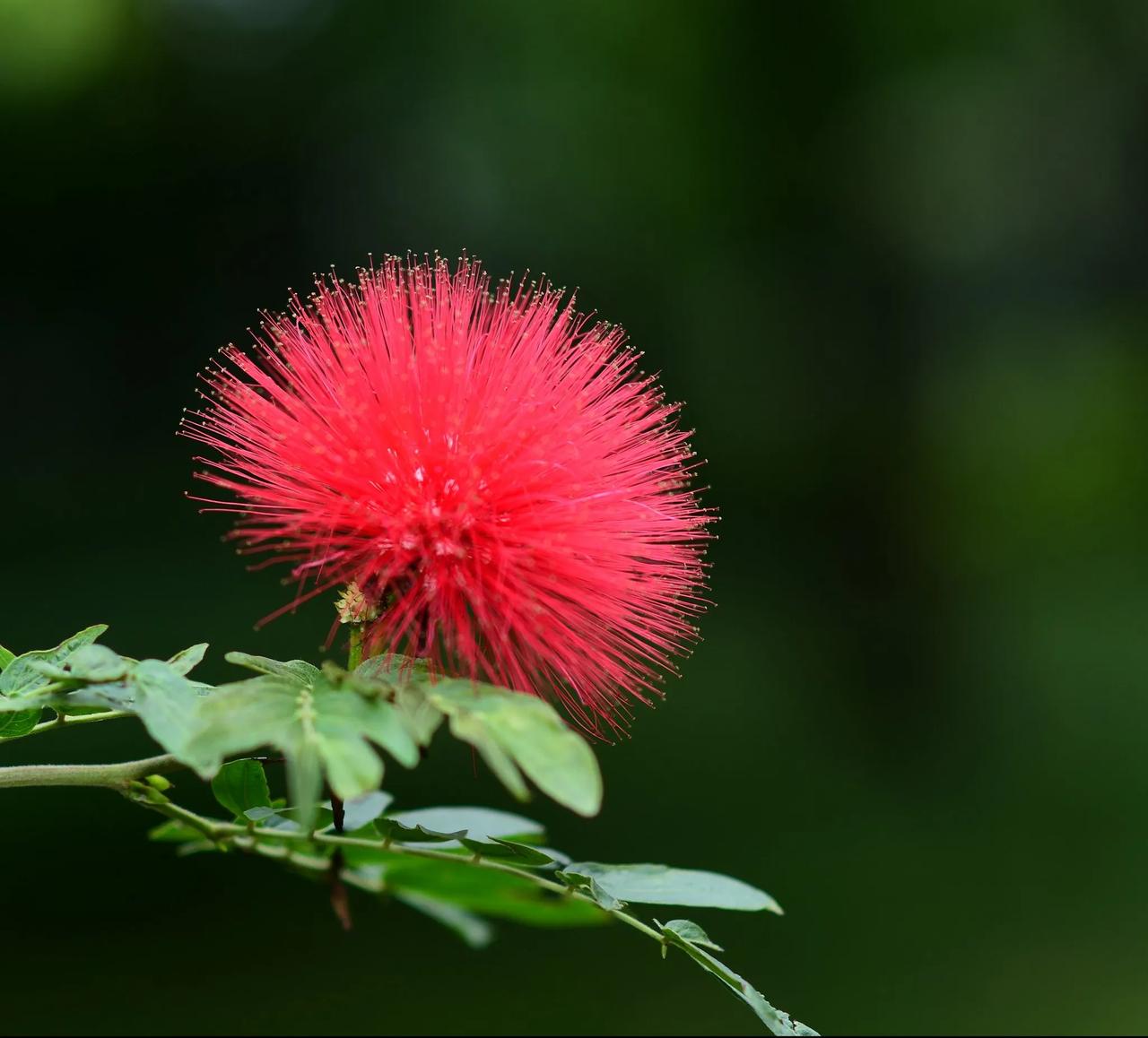 红合欢，公园里花朵随手拍 手机随手拍秋花 蜡菊随手拍 随手拍鸡冠花 秋日花花随拍