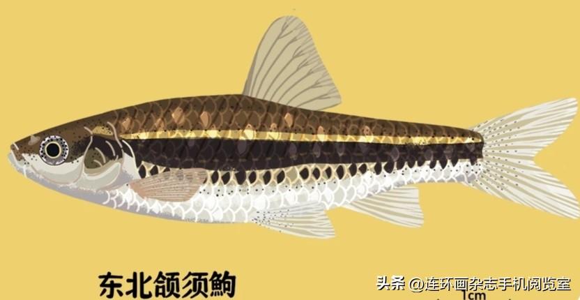 认识这些鱼