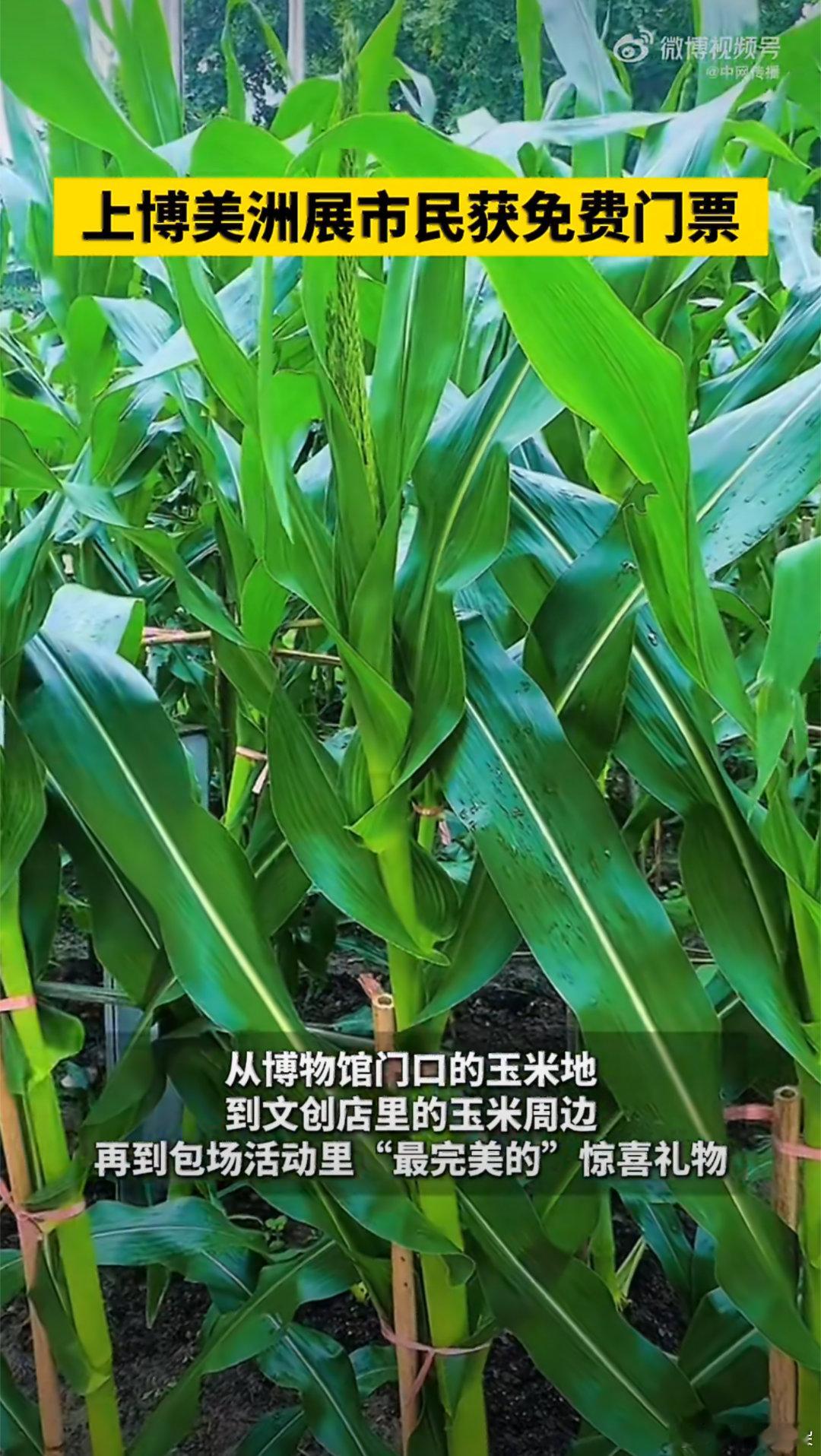 部分上海人收到上博美洲展门票上博美洲大展热度居高不下🔥部分上海市民意外收到展览