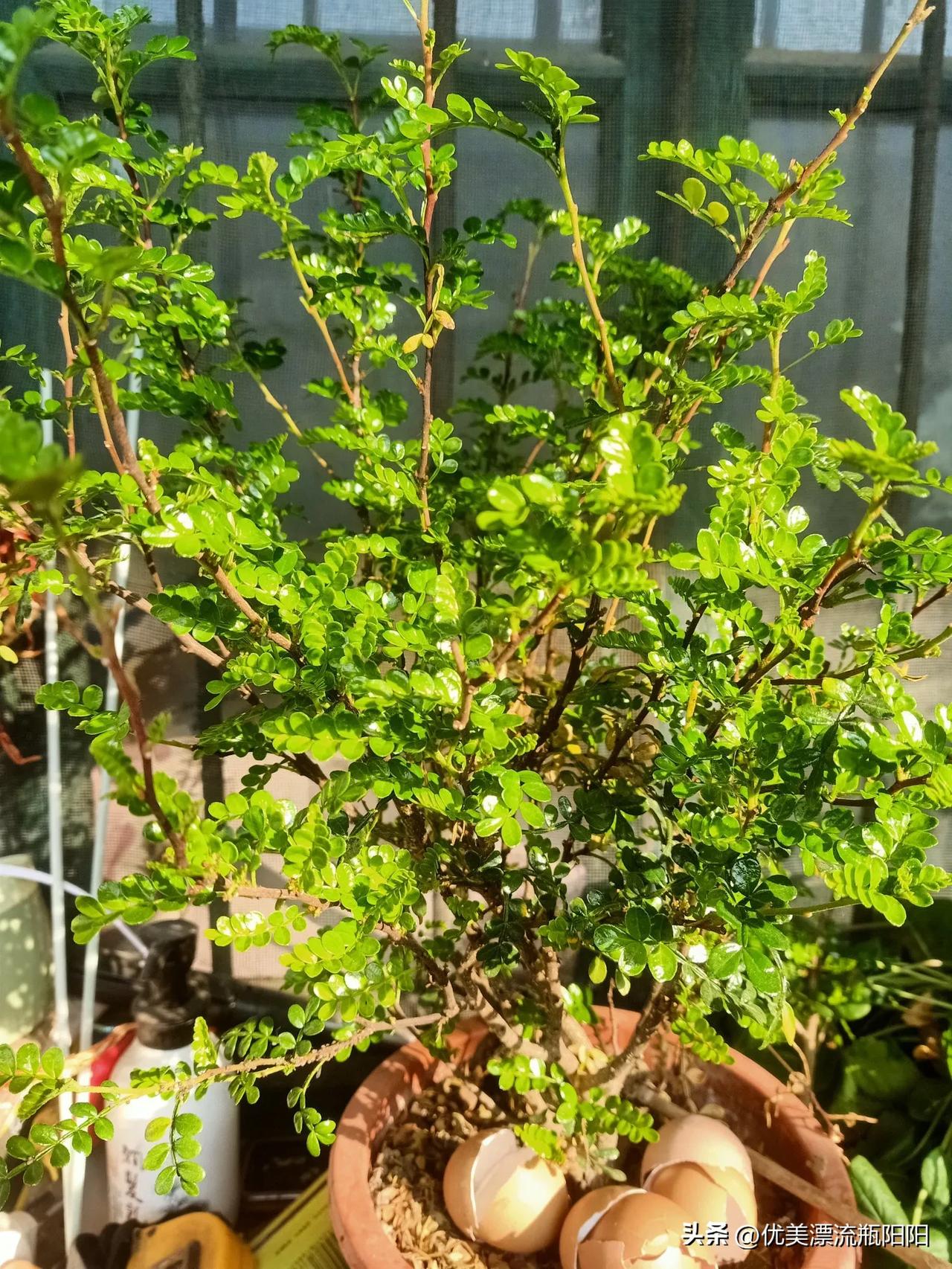 冬日生活打卡季降温了，降温了18日开启雨雪模式，最冷的时候来了，添衣服保暖最重要