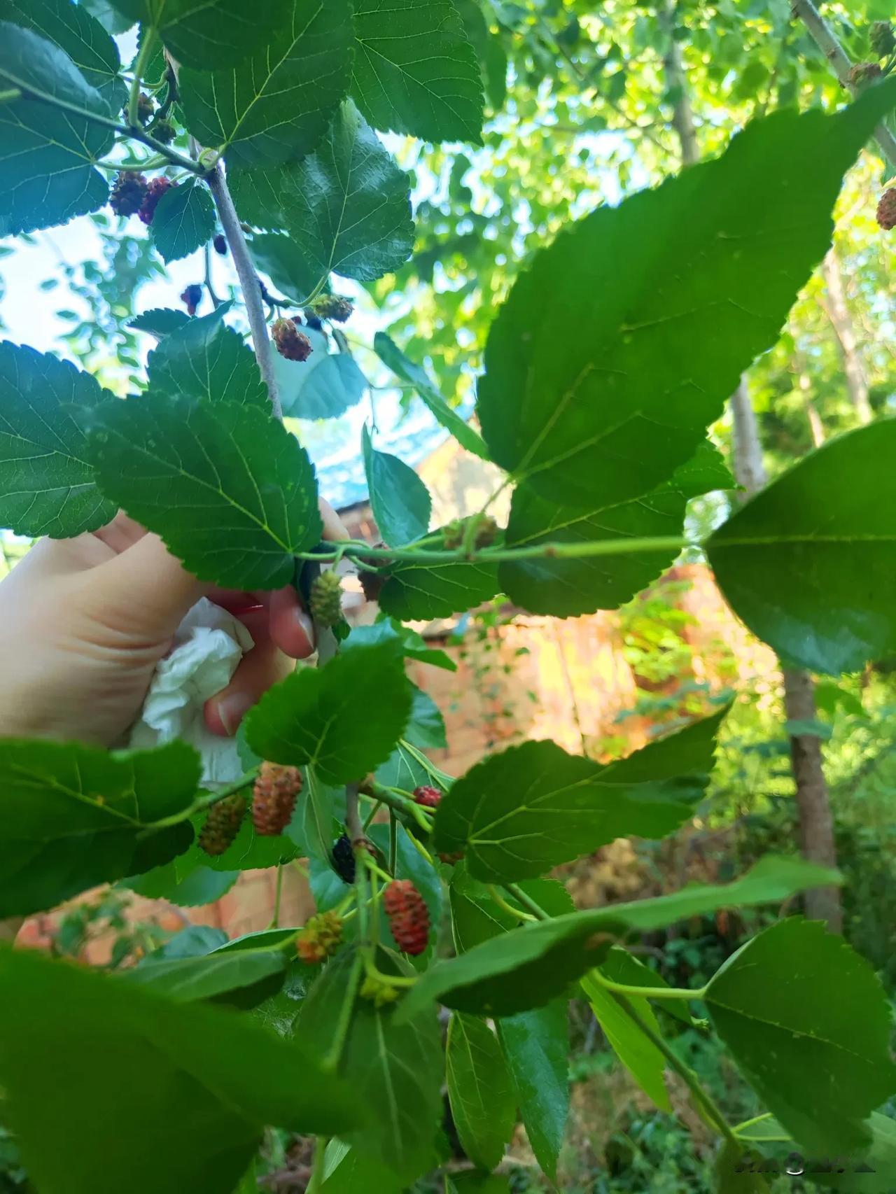 分享城市新鲜事 城市里待久了，偶尔回老家摘桑葚真是新鲜又有趣。那桑葚又大又甜，不