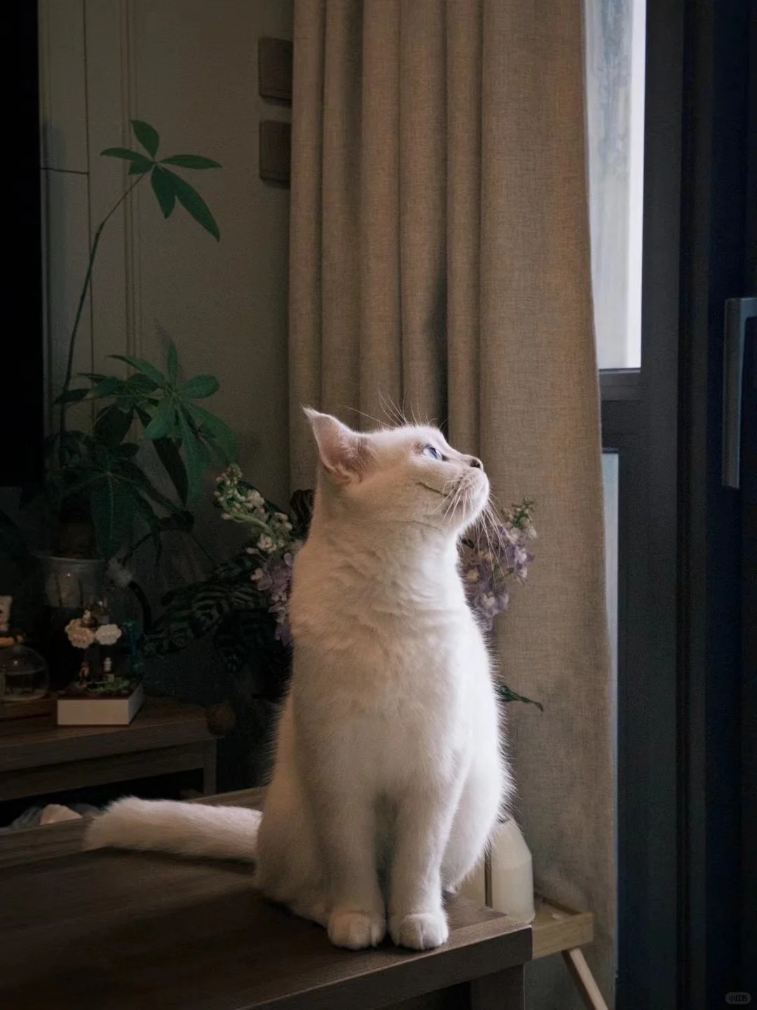 是的我们有一只小猫