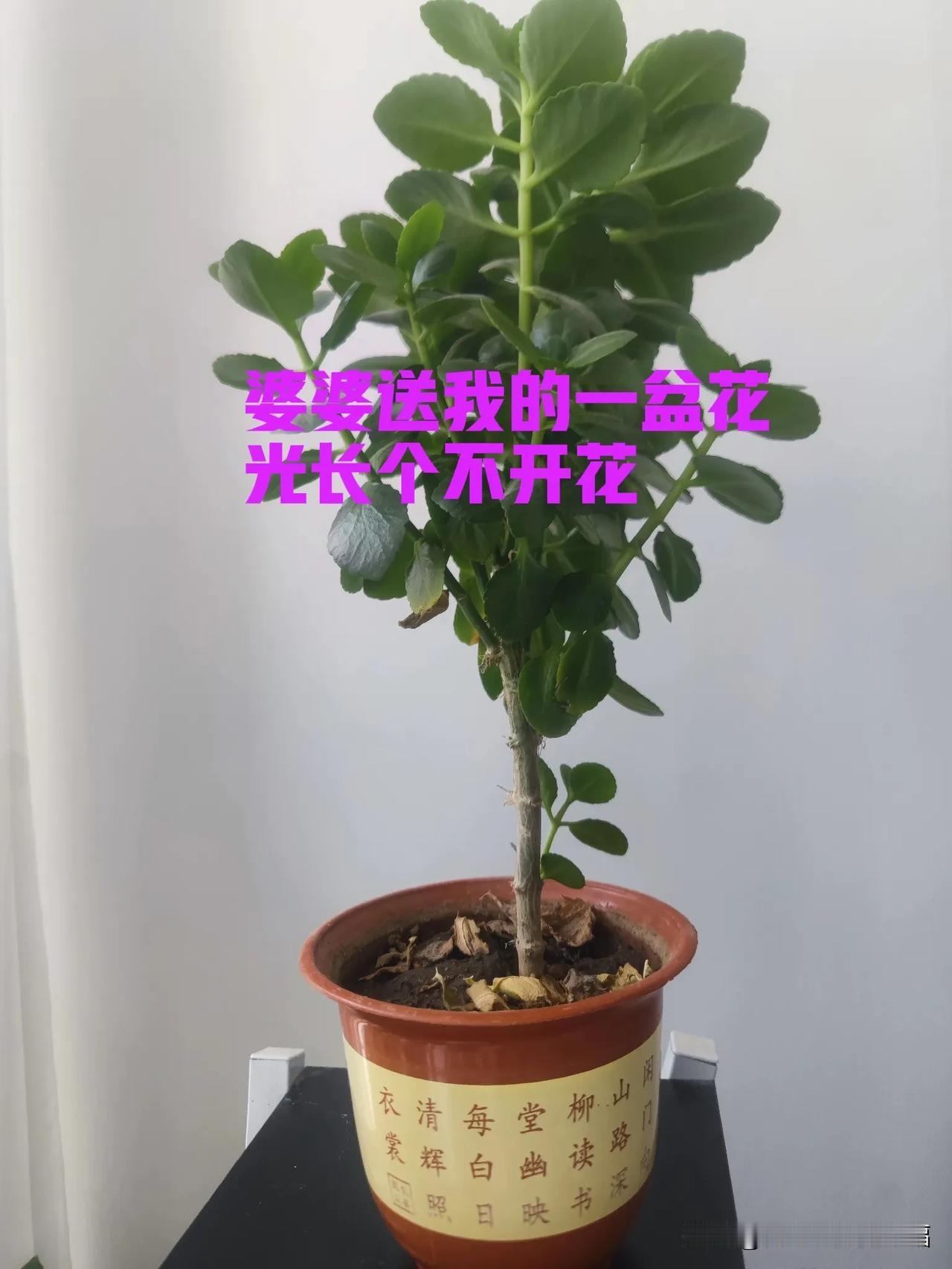 它为啥光长个不开花呢[害羞]
冬天过去了，夏天都快过完了，它居然连个花骨朵都没有