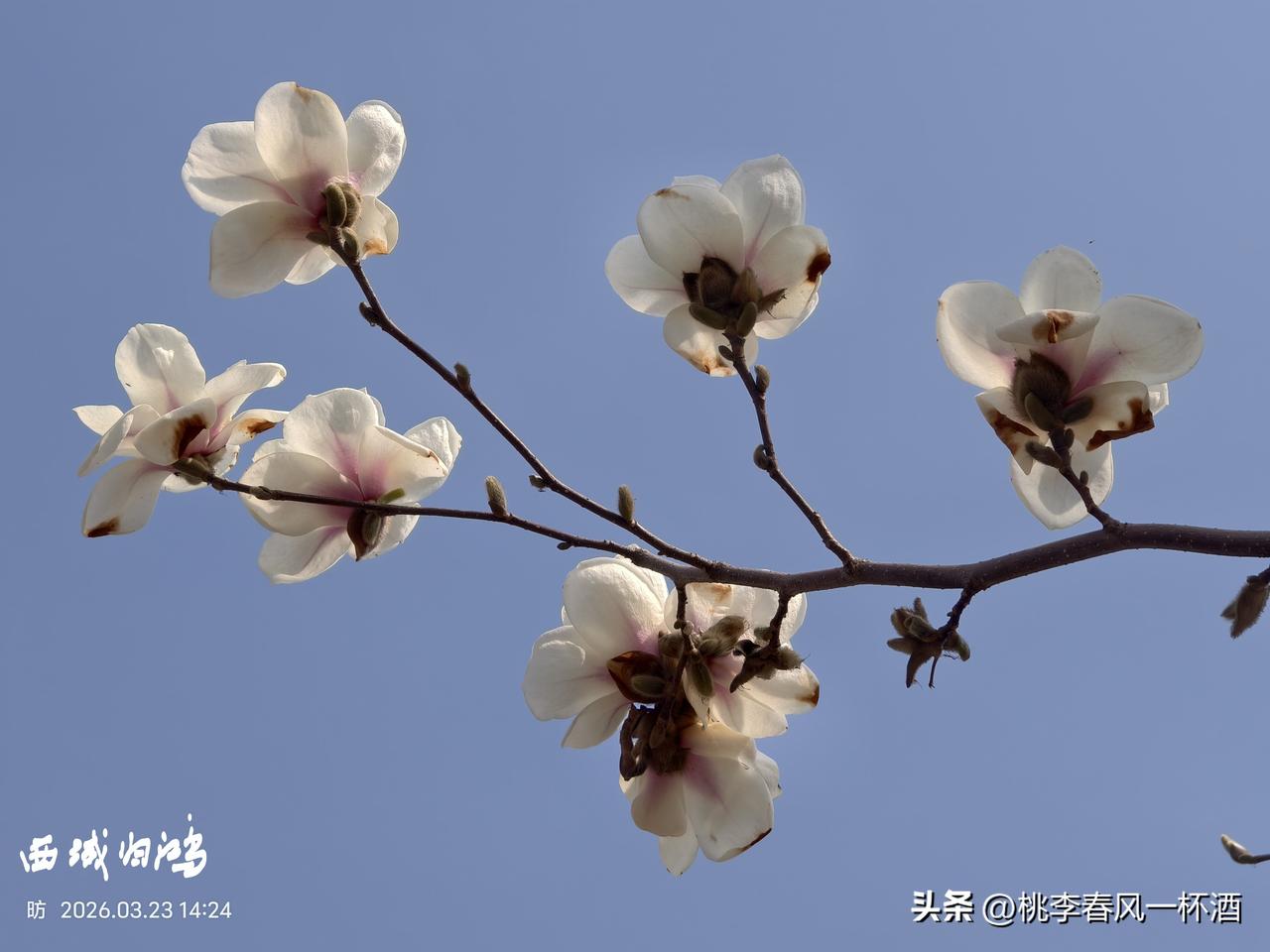 来一组照片证明花开正艳图说东营:‌胜利大街的白玉兰。“净若清荷尘不染，色如白云美