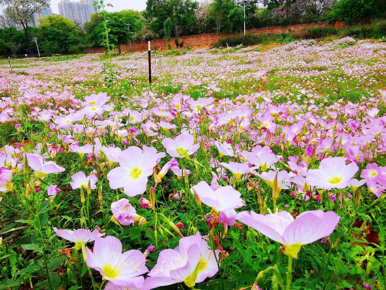 晒图笔记大赛柳州柳北体育园月见草。