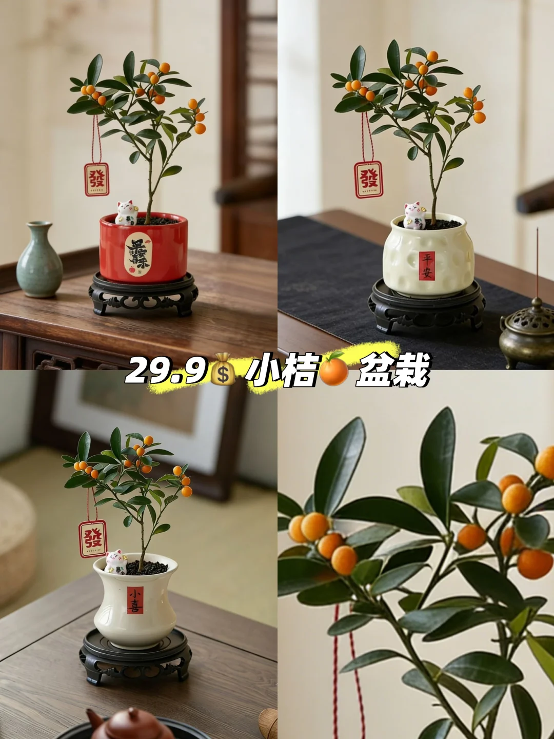 适合做年宵花的小盆栽🍊