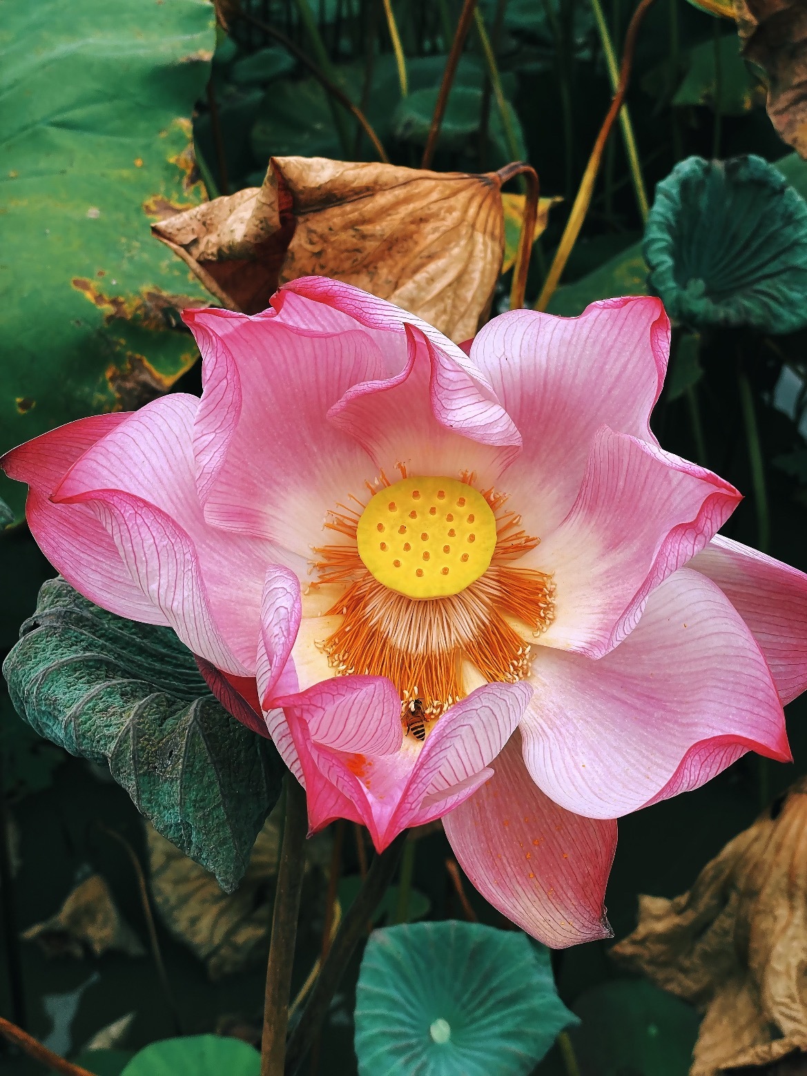 花开富贵来 