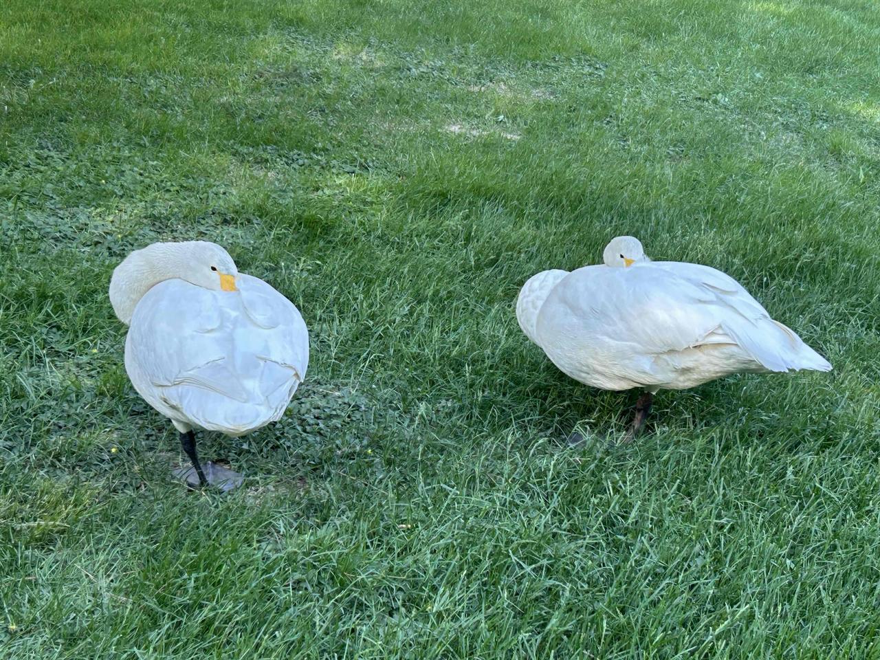 今天早上，在颐和园附近的草地上，偶遇了两只天鹅在休息，他们把脖子弯过来，把头埋进