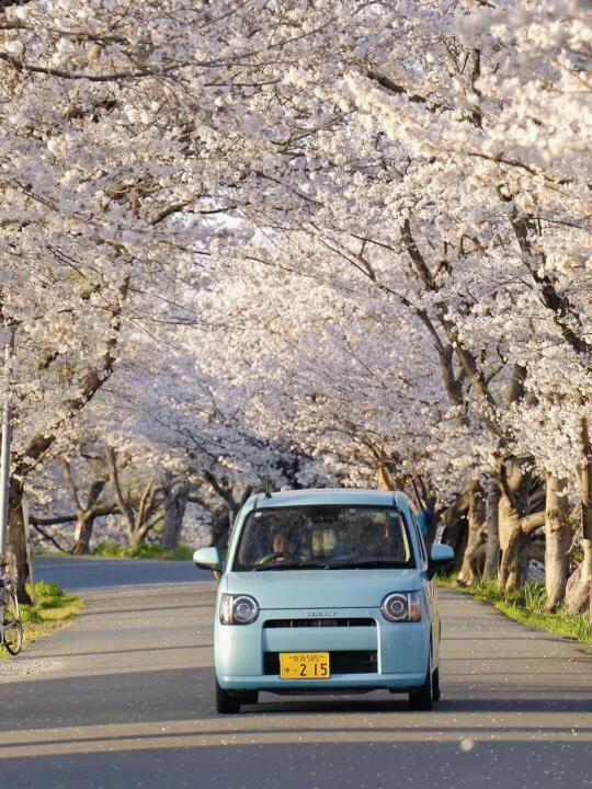 live🌸你们去背割堤挤吧…我先在这儿出片了