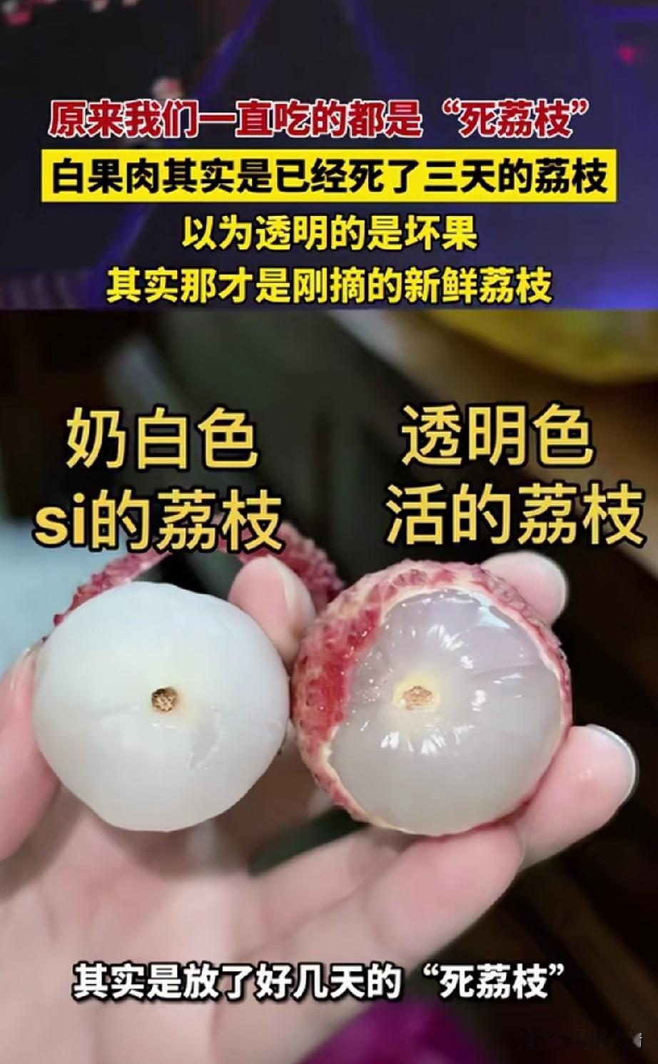 原来我们一直吃的都是死荔枝，
新鲜的荔枝都是透亮的，
只有在原产地才能吃到，
一