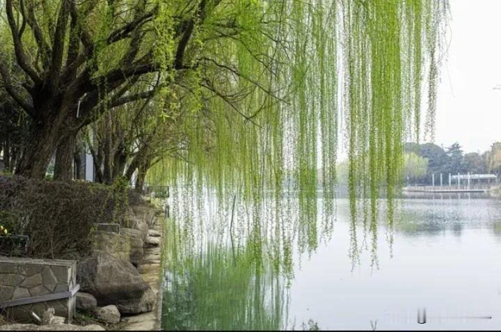 #上联：春风摇醉河边柳，请对下联#
春风摇醉河边柳，
秋雨打醒池中莲。
 