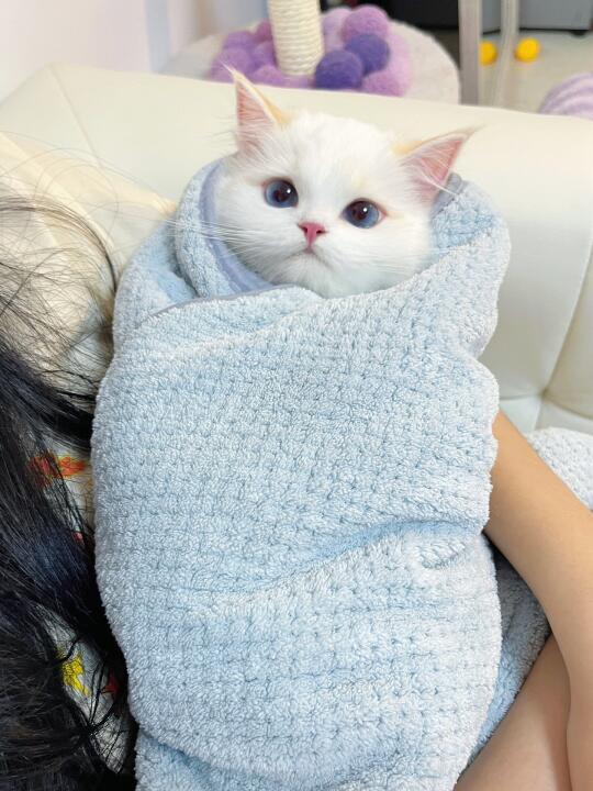 男朋友刚生的小猫 非要一直抱着