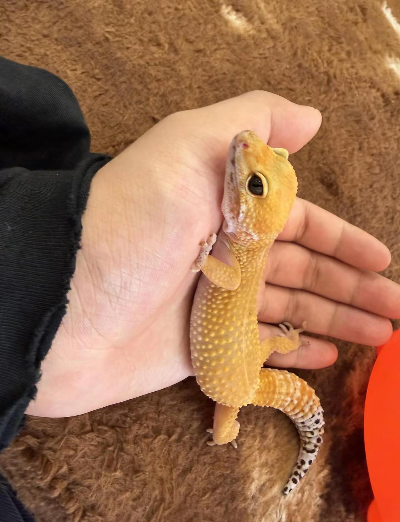🐍&🦎black pink： 略略略略略略略略略略略略略略略略略略略略略略略