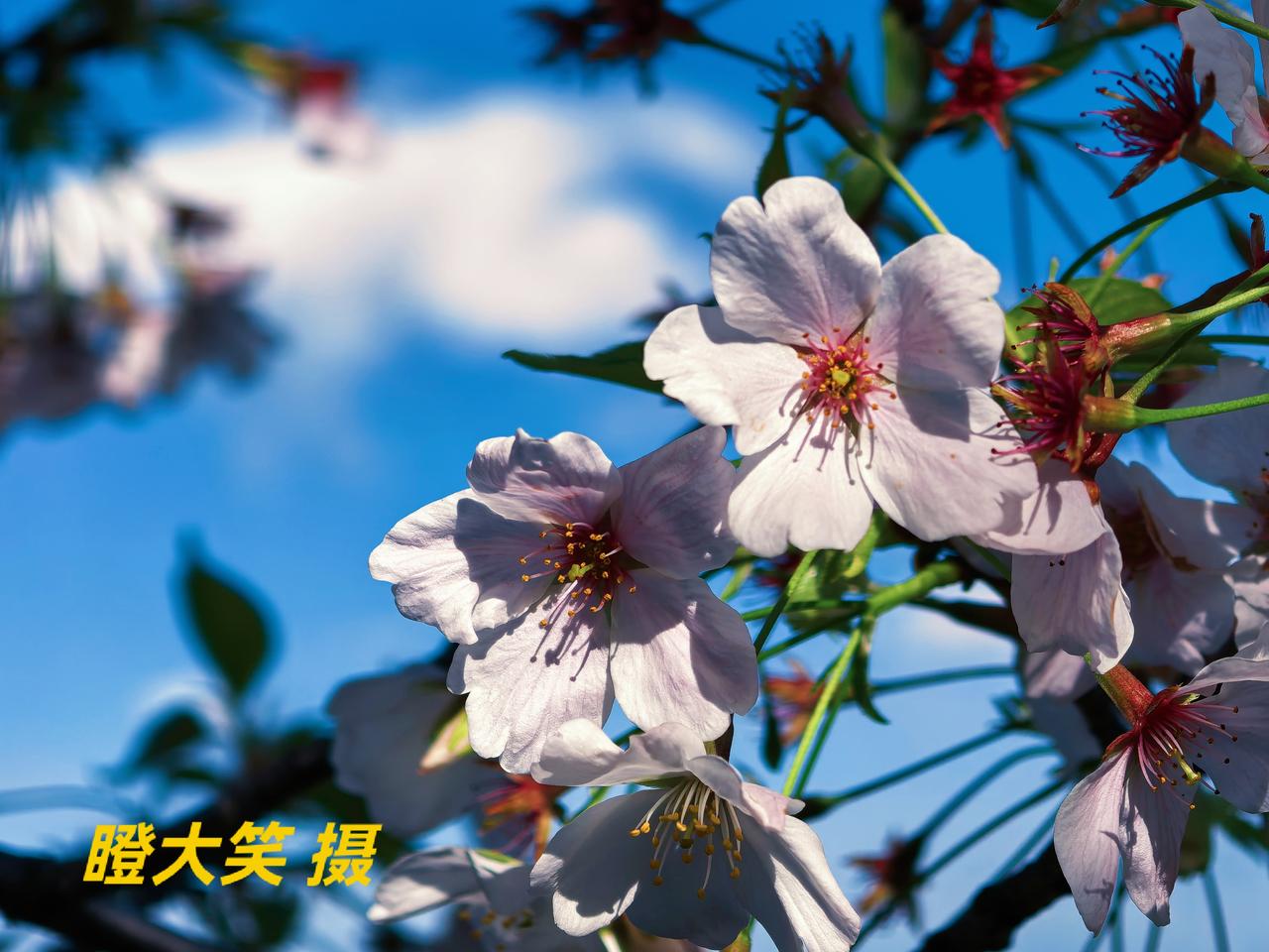 分享一张你拍的樱花照片抬头是澄澈蓝天，低头是漫天粉樱，风一吹，花瓣随之摇曳，宛如