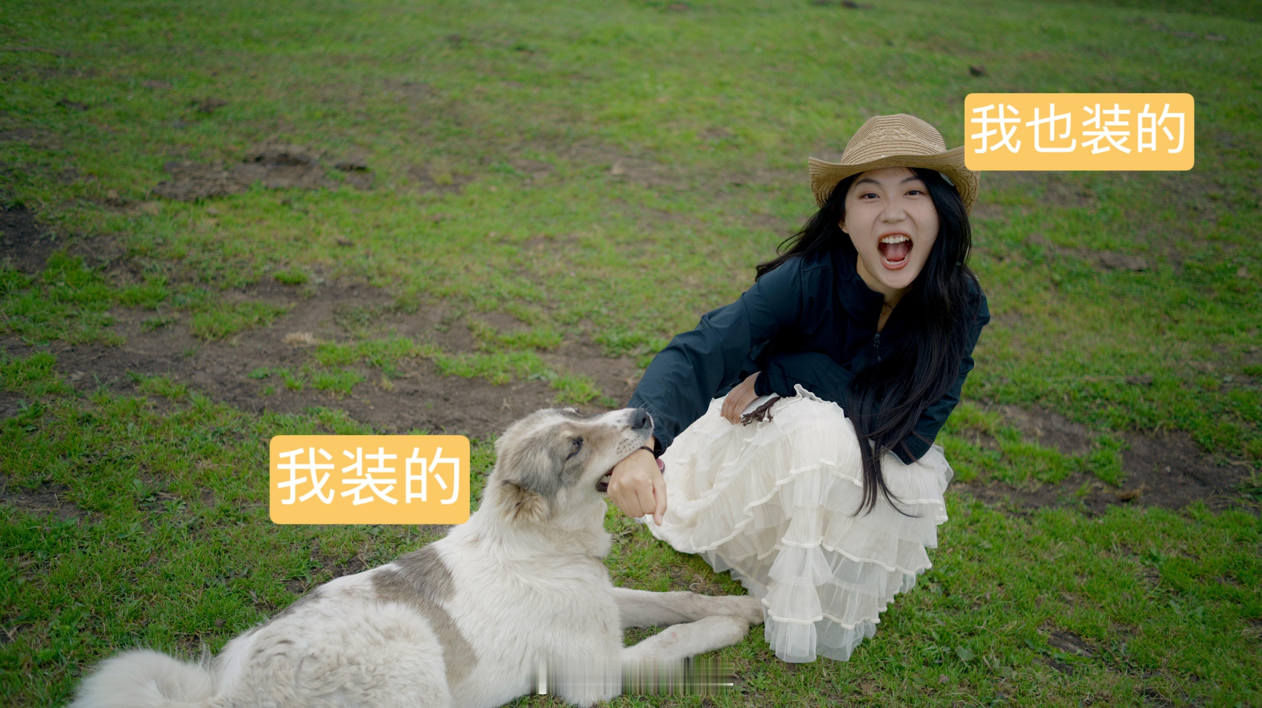 草原上的哈萨克牧羊犬每一个都特别有活～雨丝的日常