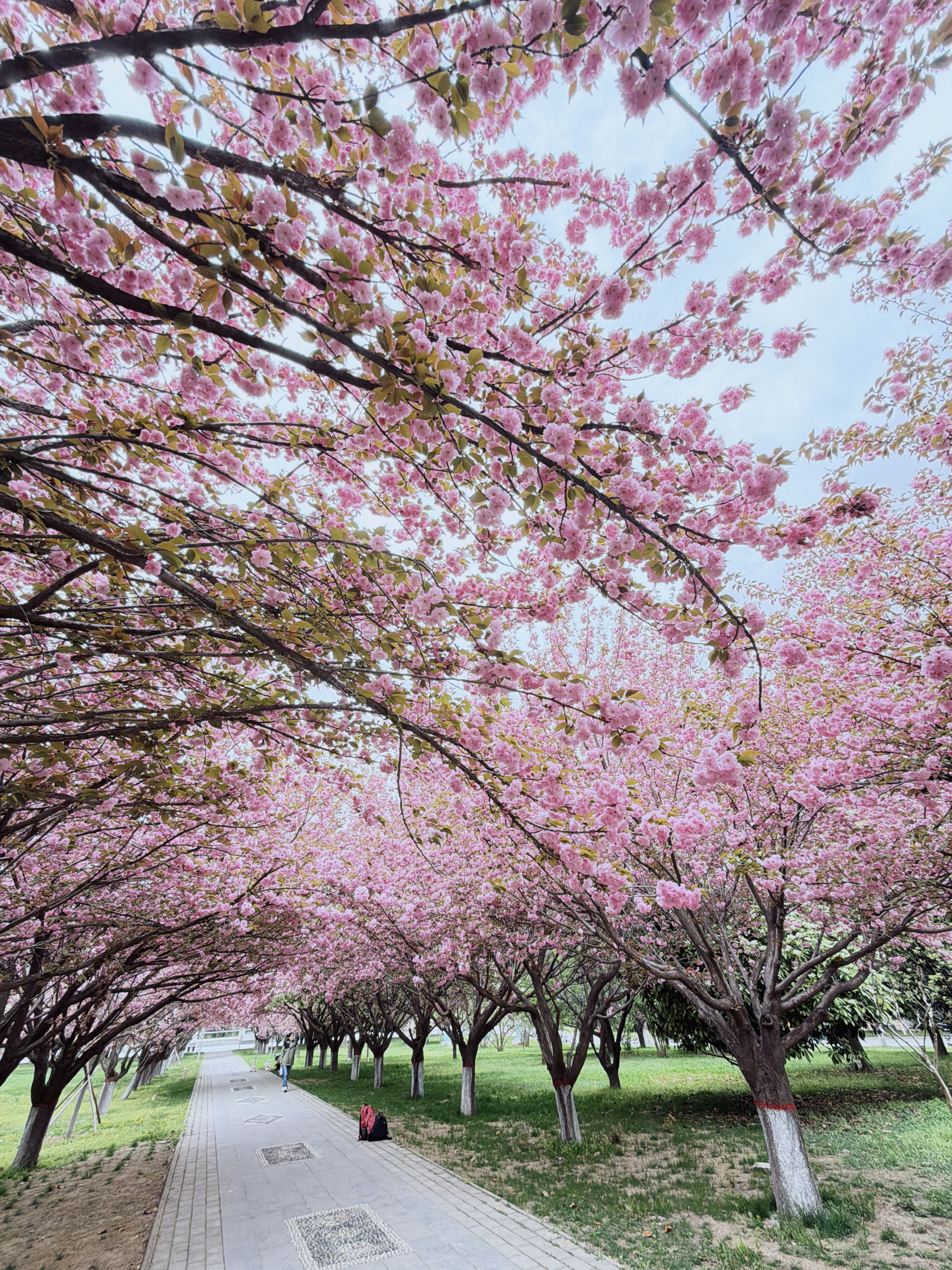 逆向思维的逻辑大学其实是春日赏花最好的地方。比如这个清明节想要去花多的地方人一定