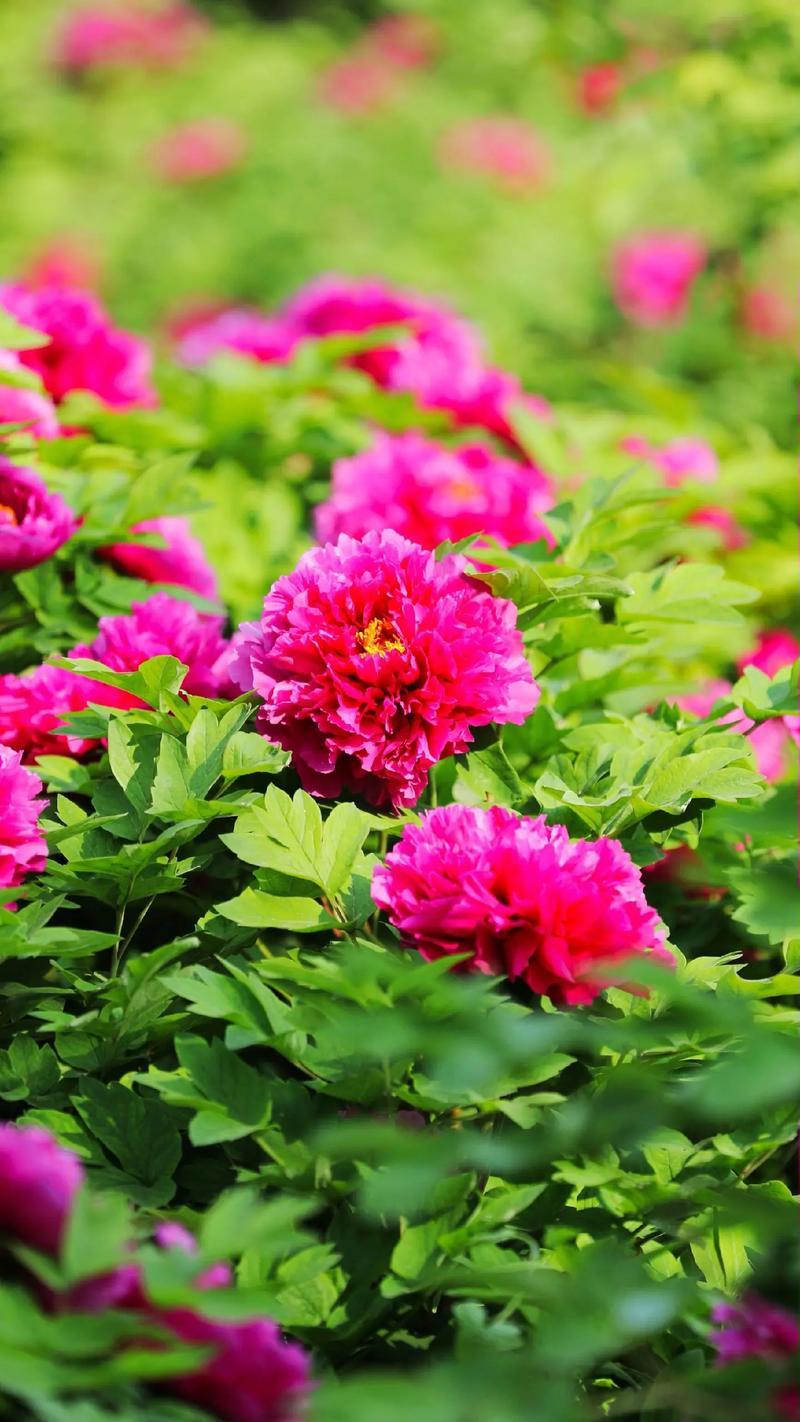 下联：聚首满园花又期。

（图片来自网络）