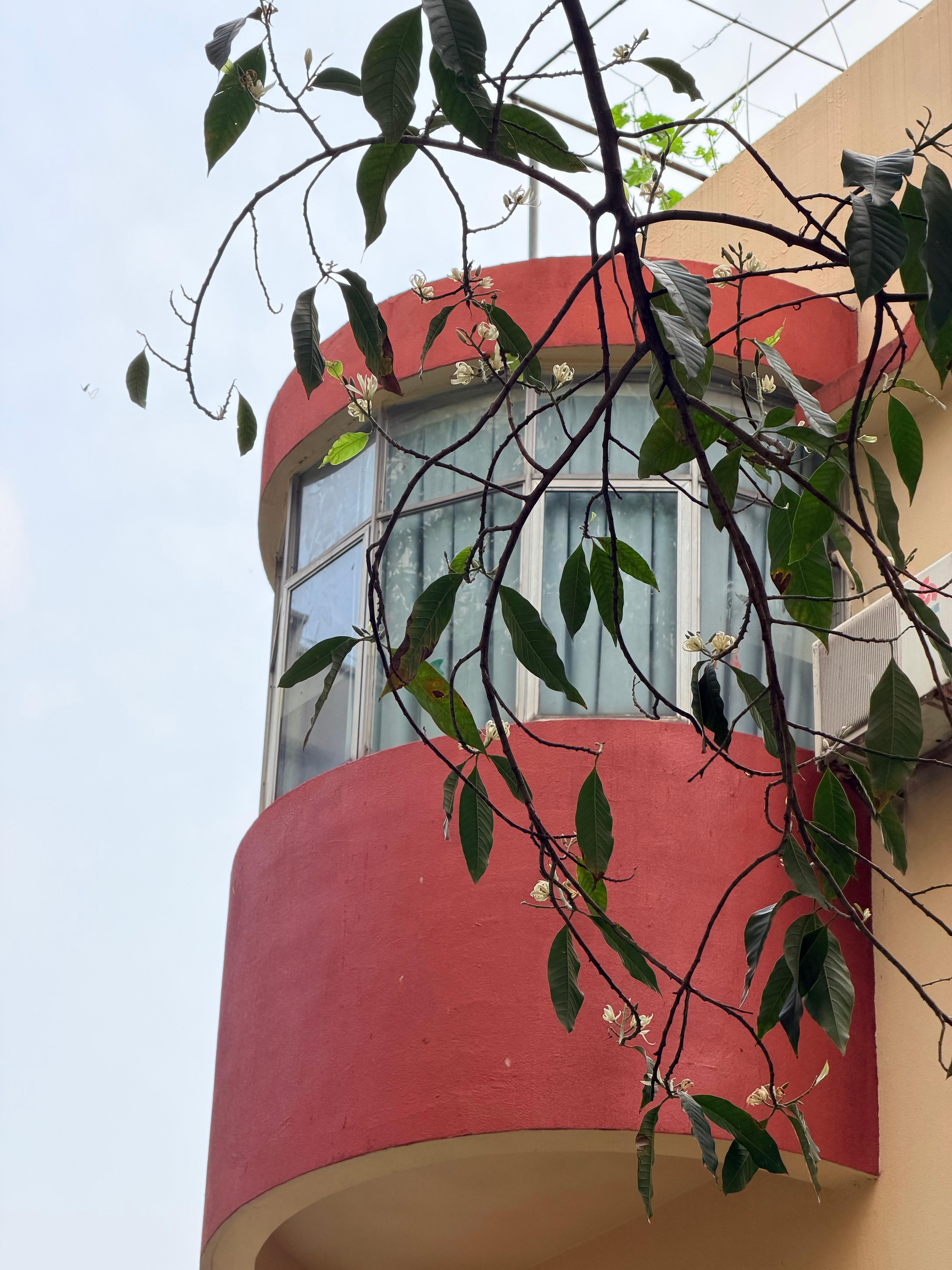 早早早黄桷兰开了，好香～ 