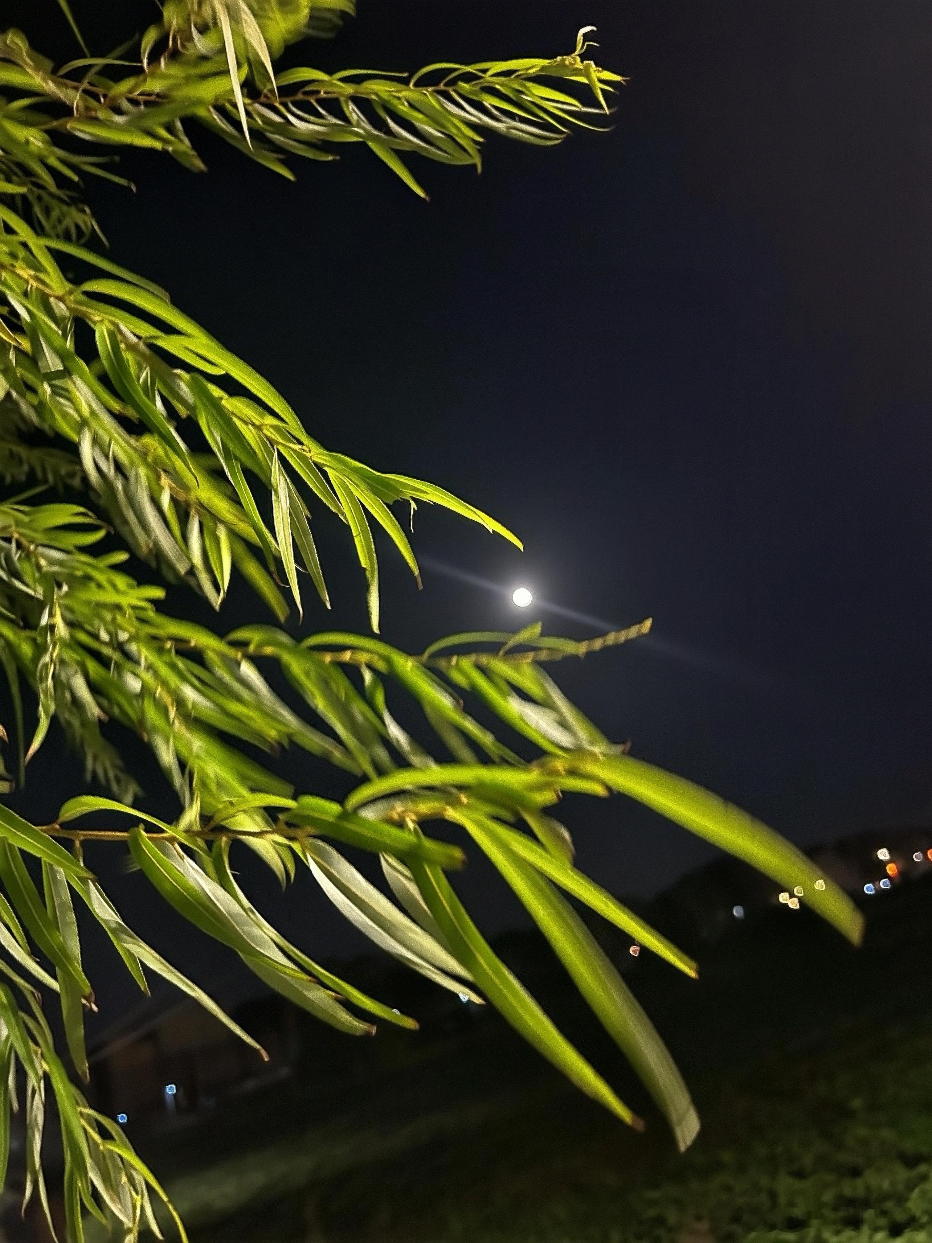 拍到了“月上柳梢头”中秋 ​​​
