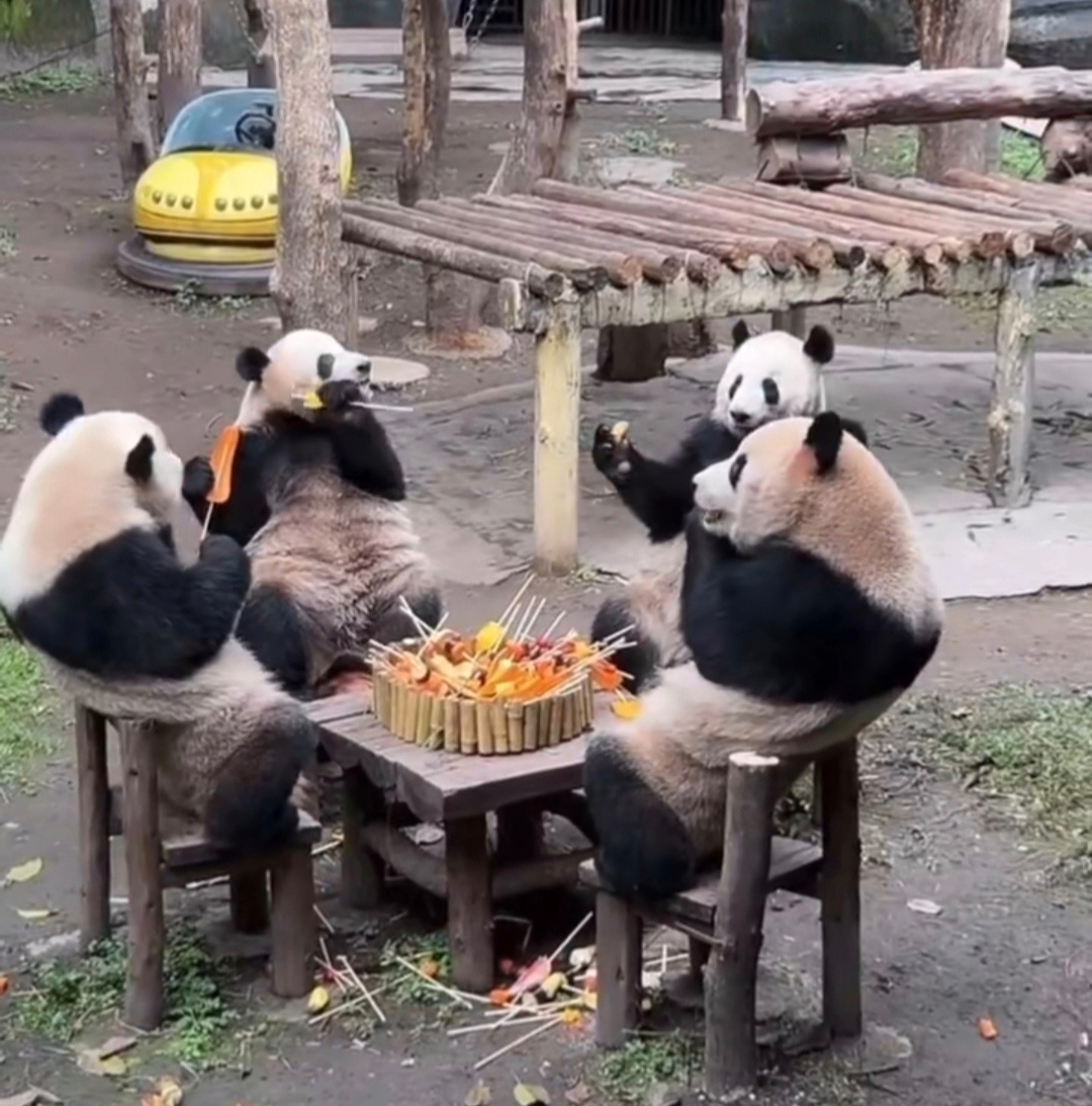为什么川渝的熊猫可以群养，北动的都是独熊独院？ ​​​