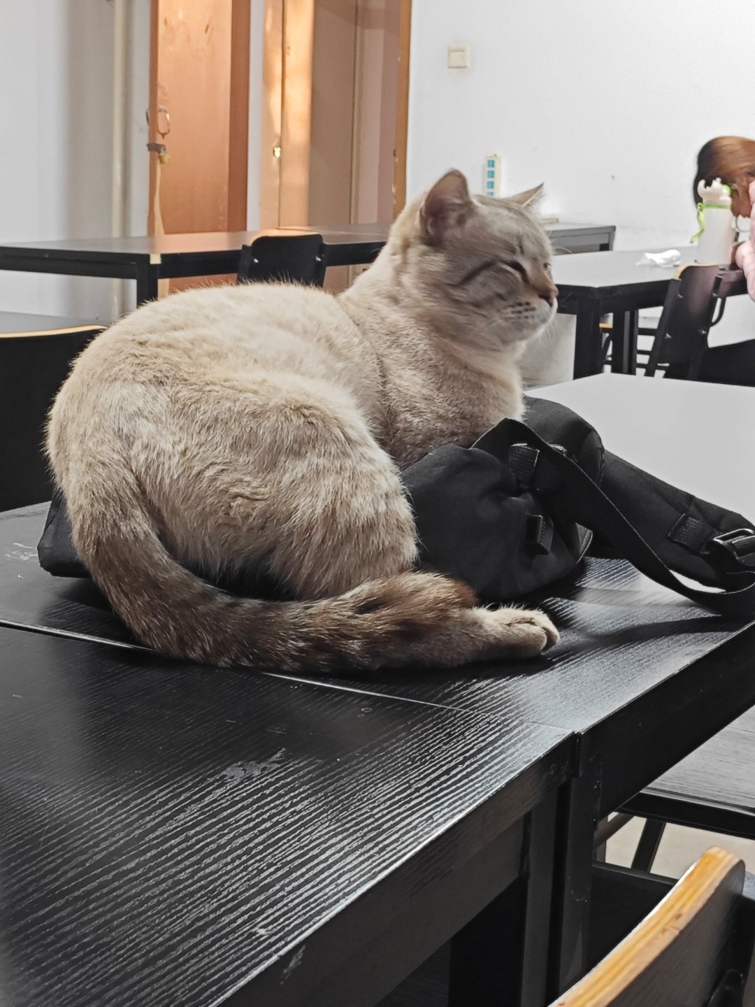 这只猫咪是真肥啊 