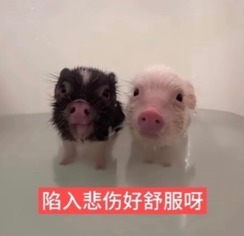 分享图片 