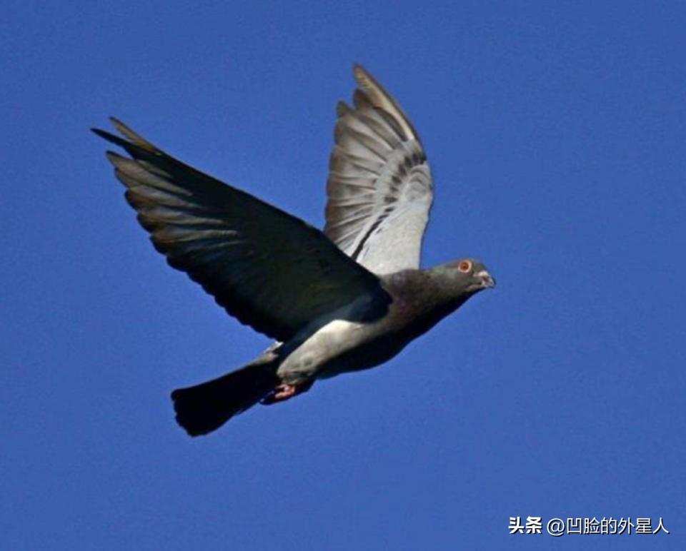 罗布泊一次核试验中，我国放飞50只军鸽，结果只回来45只。科研人员不知道的是，没