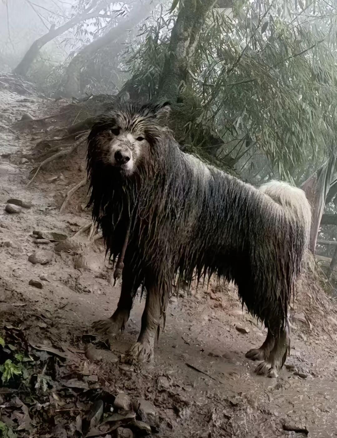 这不是牦牛，只是一只爬山遇到暴雨的萨摩耶 