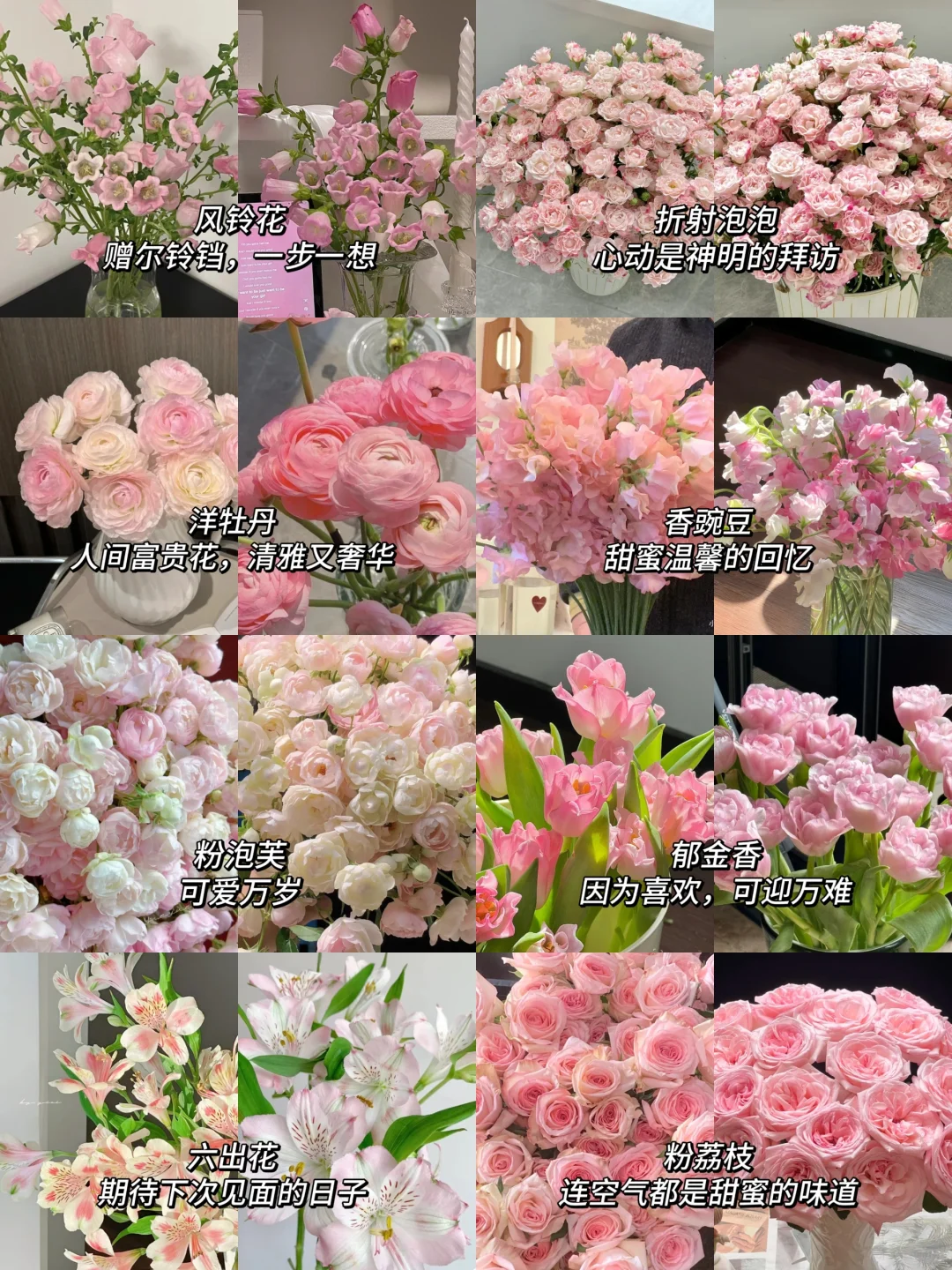 分享秋冬可以养的9种漂亮花花