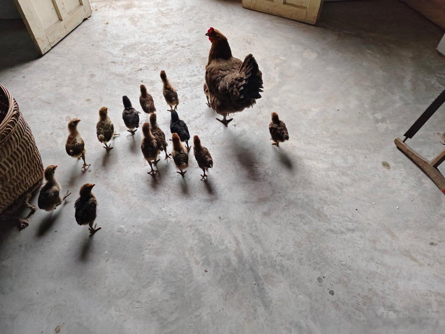 冷！但不算很冷，鸟在飞，鸡在鸣，鱼在游，菜正熟！ 