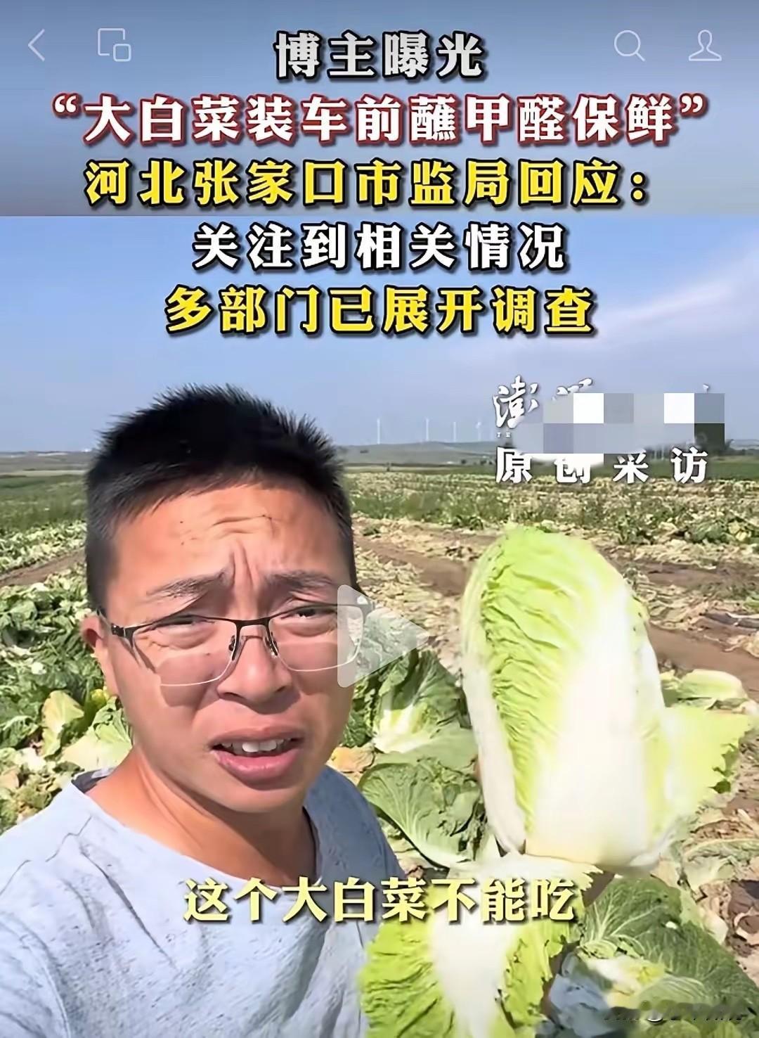 河北张家口康保县今年的大白菜丰收了，可惜大家都不敢吃了，有无良的白菜收购商，当着