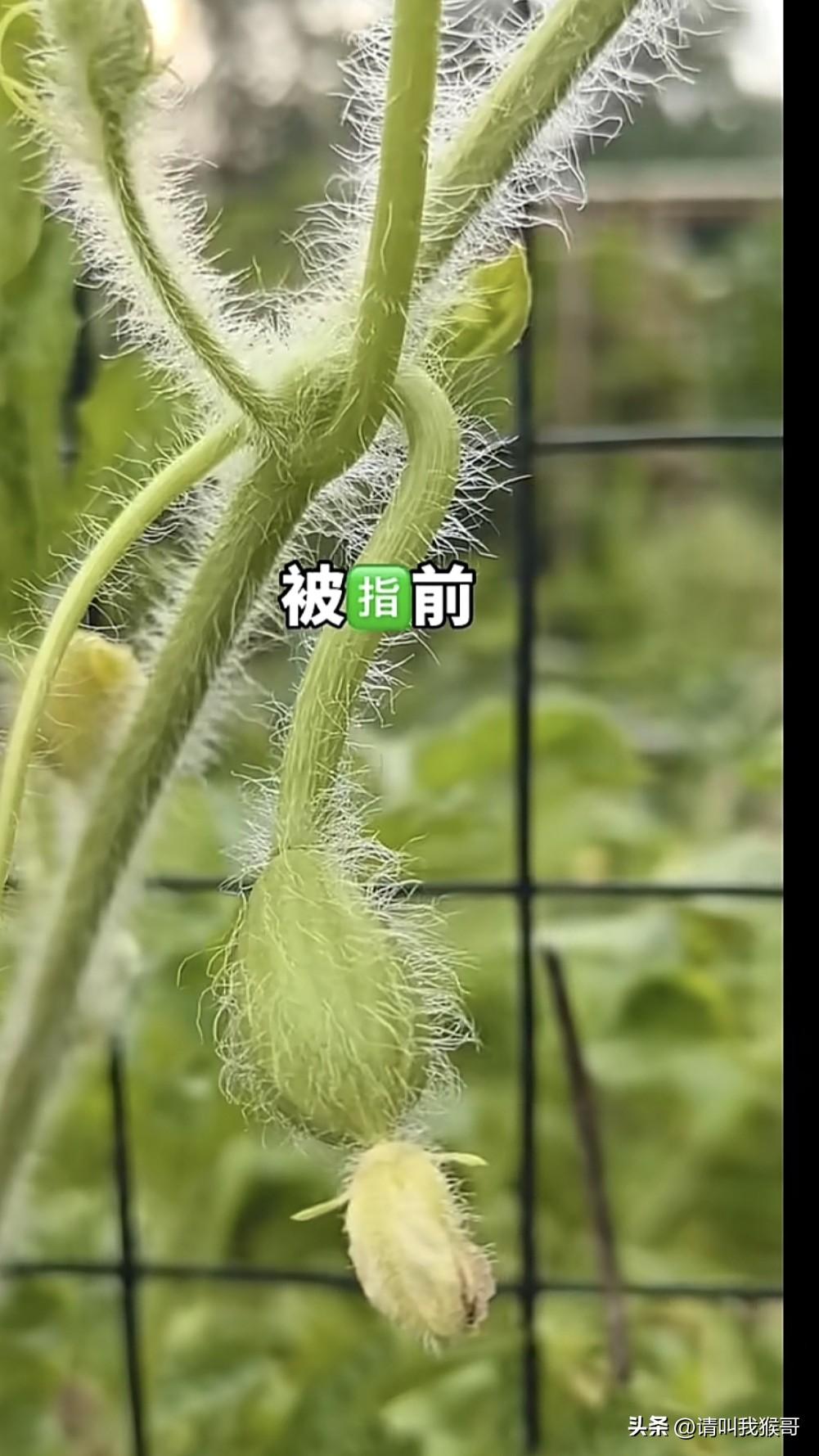 听说有的地方有个说法，瓜果的刚结果的时候不能用手指它，不然就会长不大，是真的吗？