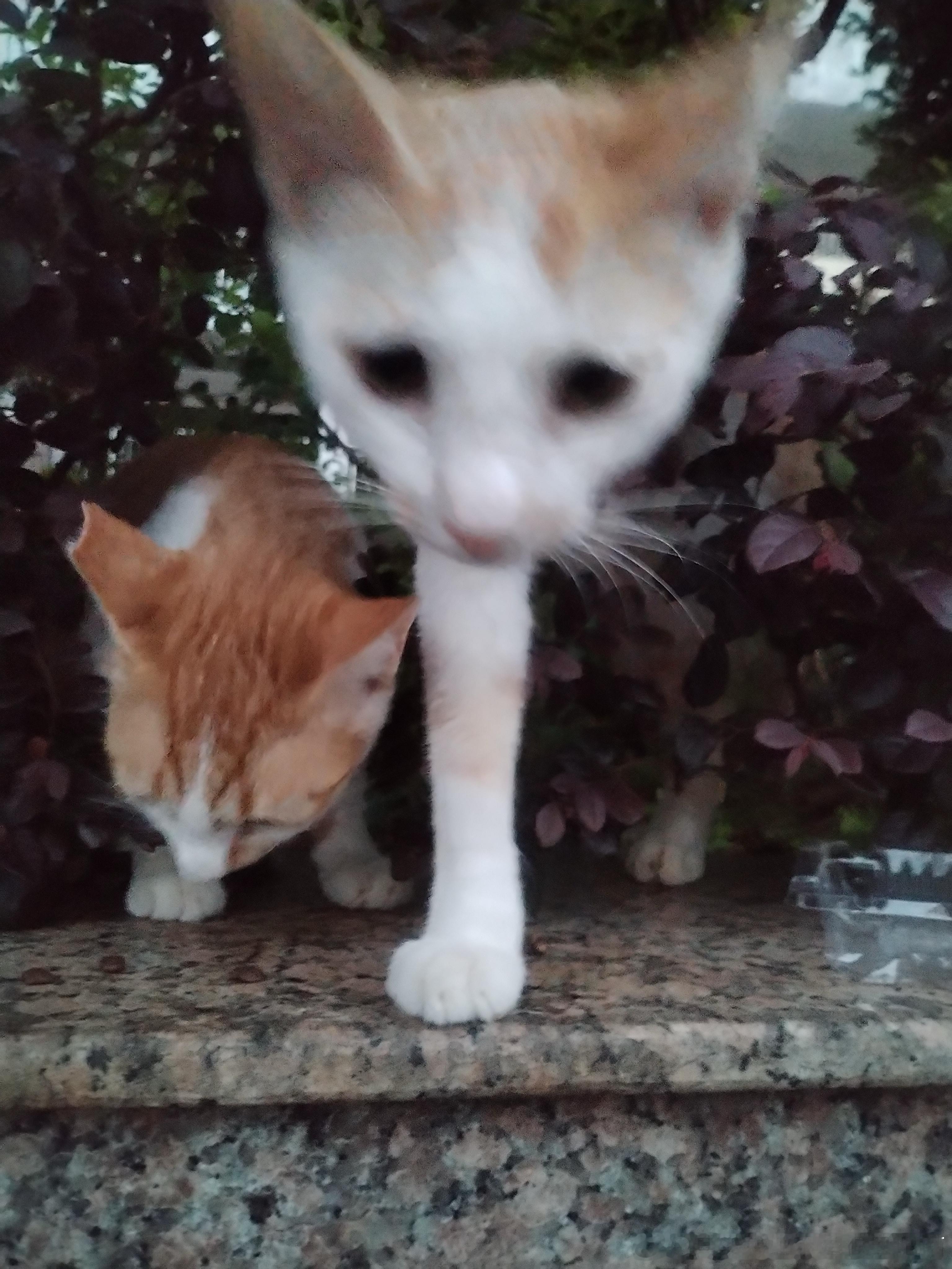 49484【丑猫】不敢笑怕猫只有一条腿😭（朋友说拍太雷霆了于是投之 