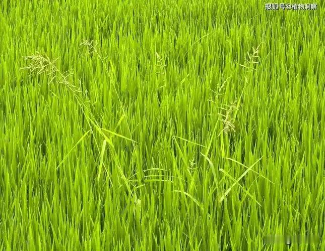 稗草是水稻田里的一种杂草，外貌形态与水稻相似。
特别是水稻苗期，叶片、茎杆几乎与