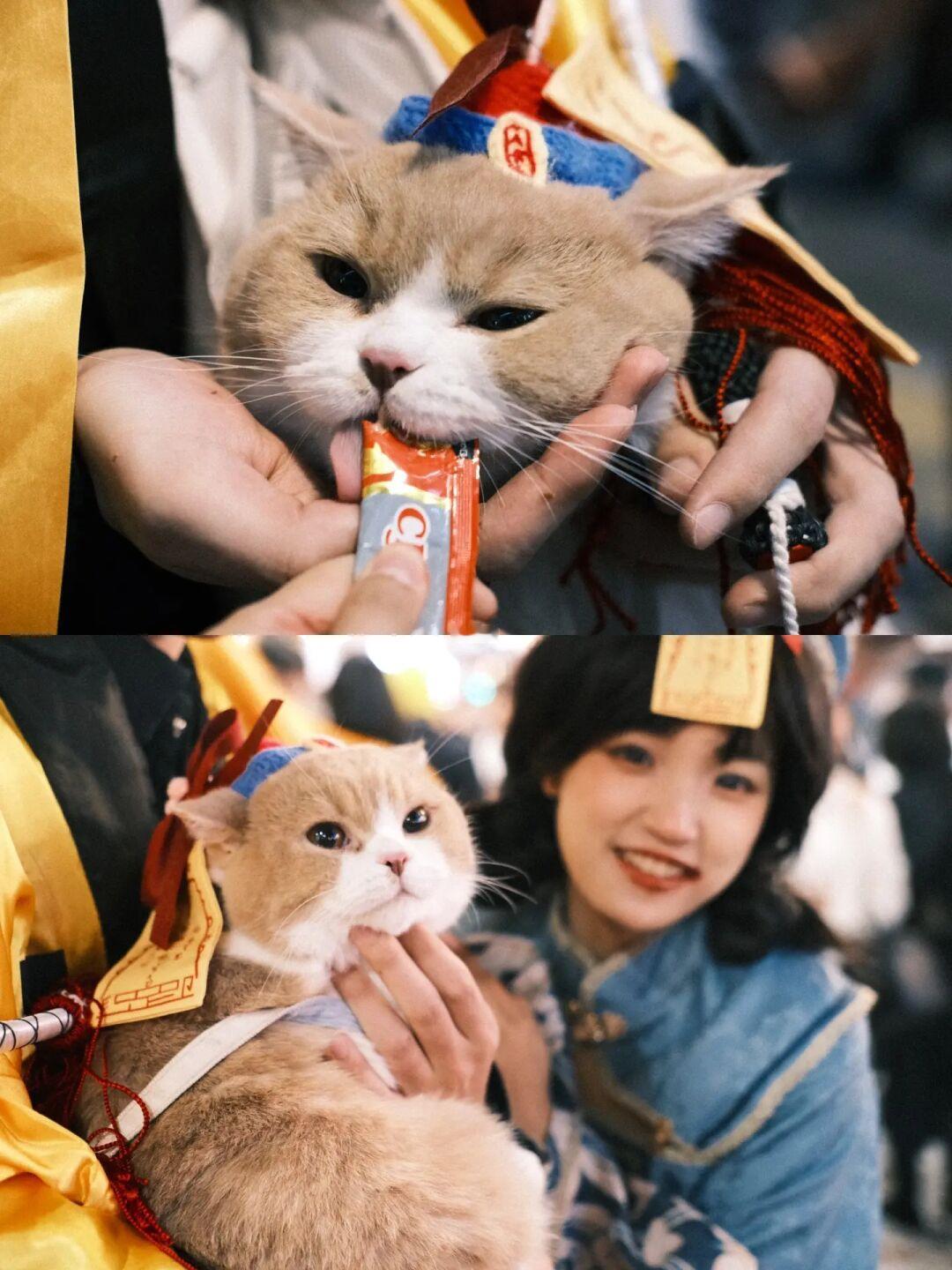 本小僵尸来涩谷是咬人的 结果被rua死