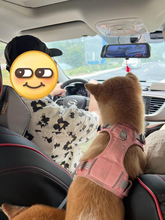 瓦达西瓦，坐车就做导航犬的小狗狗。