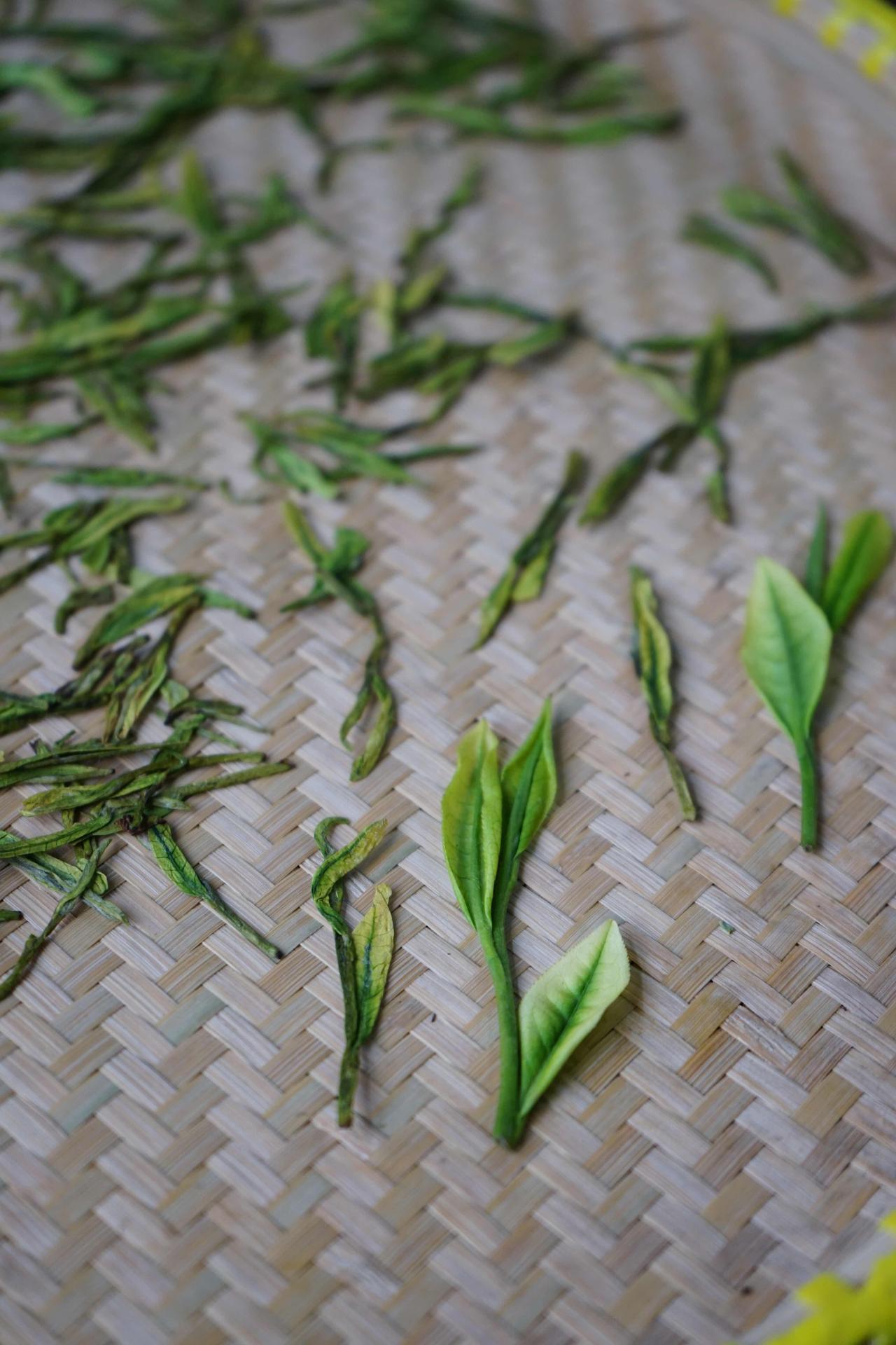 这个茶卖249，都会嫌贵吧[呲牙]
昨晚我炒的“小白龙”龙屁股，
找不到一条好看