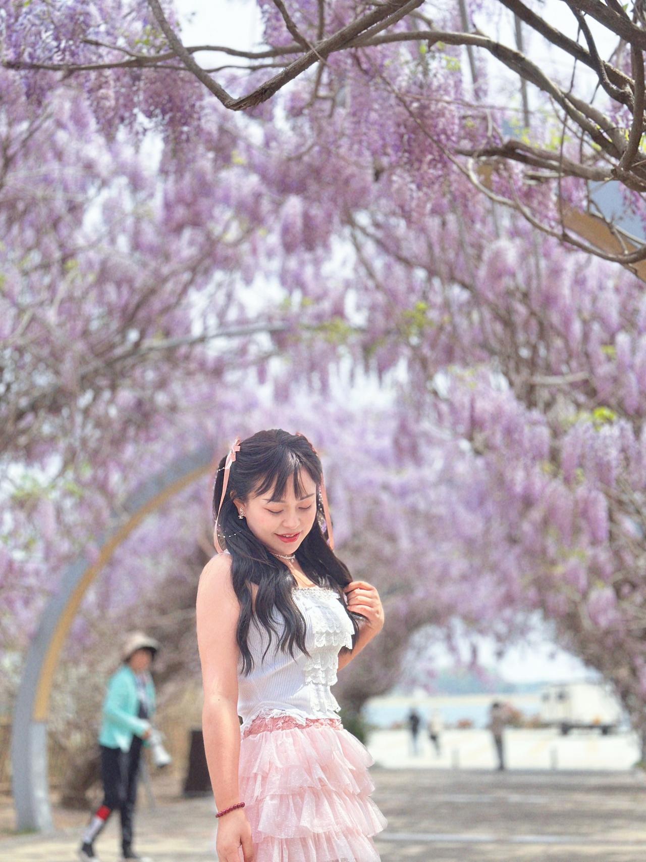 陌上紫藤香如故🪻
春有约，花不误 💜