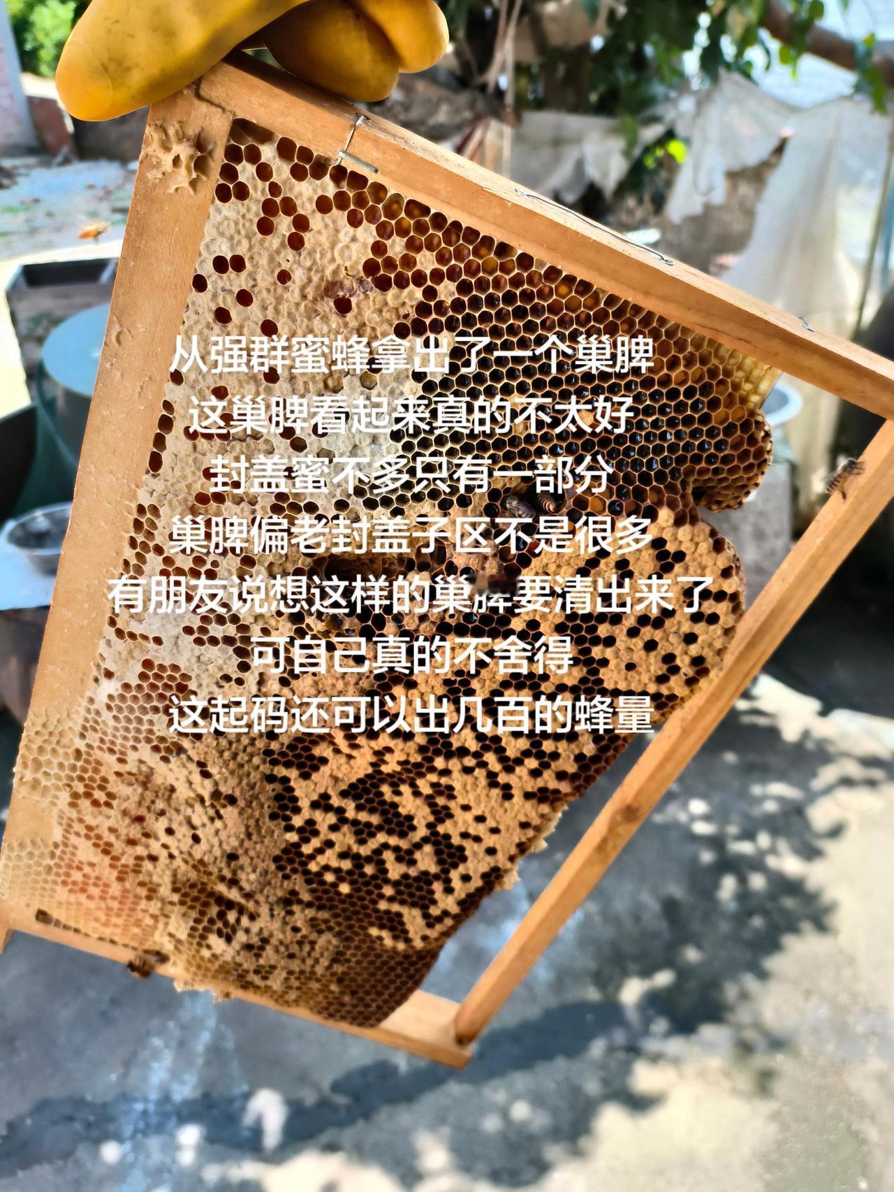 从强群蜜蜂拿出了一个巢脾
这巢脾看起来真的不太好
封盖蜜不多只有一部分
巢脾偏老