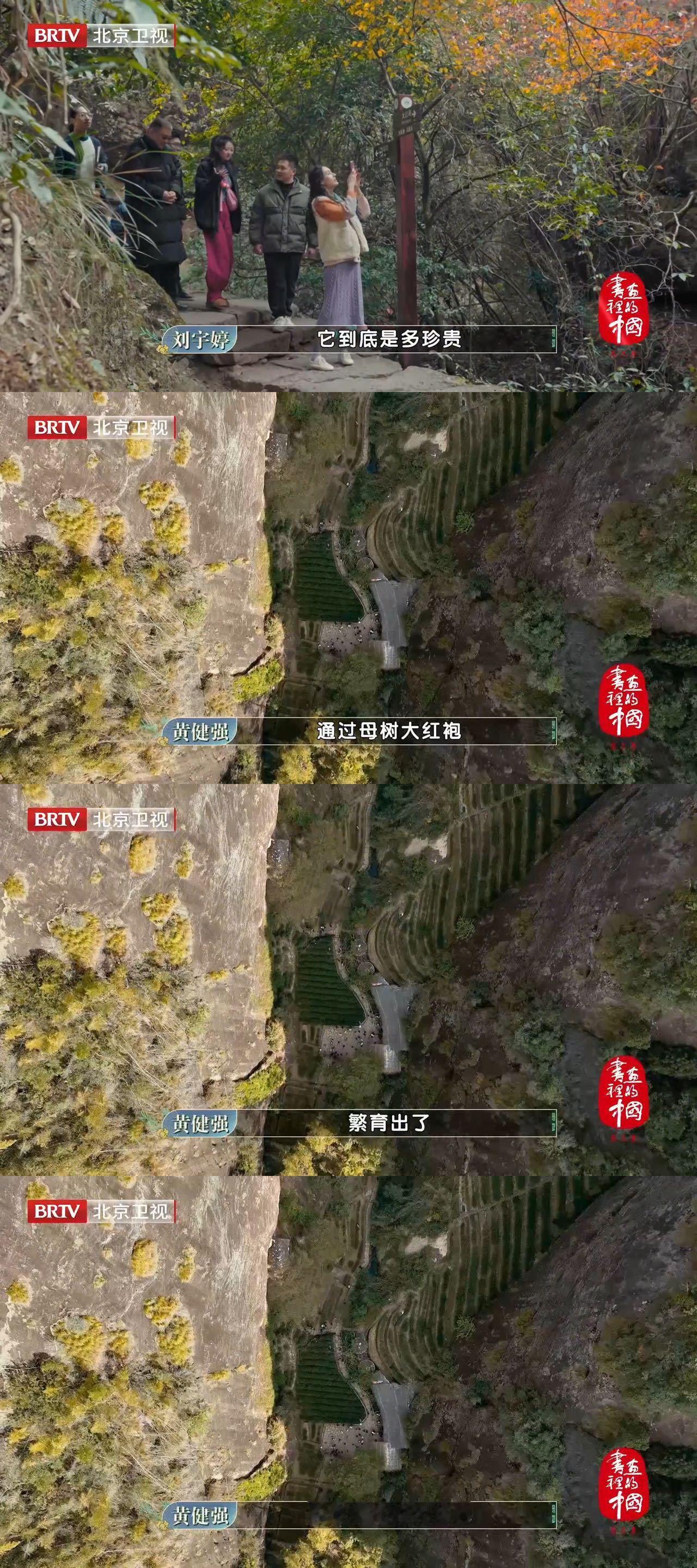 我就说看电视能学到真知识 都听说过大红袍，没见过大红袍的“母亲”啊，这次在《书画