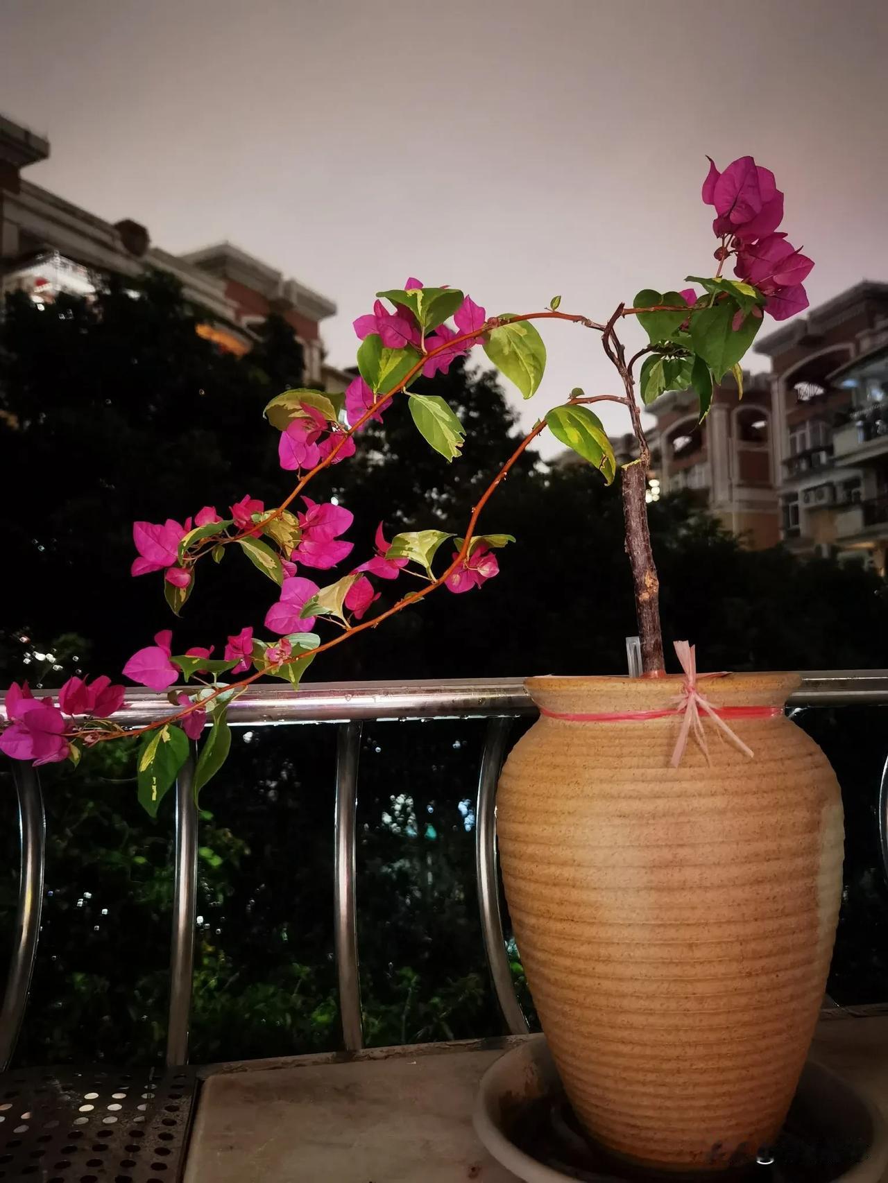 分享一张最近随手拍的照片阳台上的三角梅，广州到处可见三角梅，生命力旺盛，花期长，