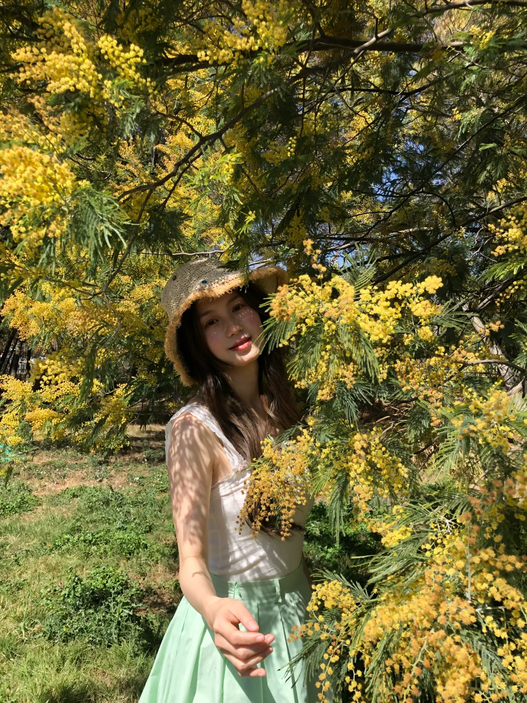 昆明｜金合欢迎来春天🌼🌿