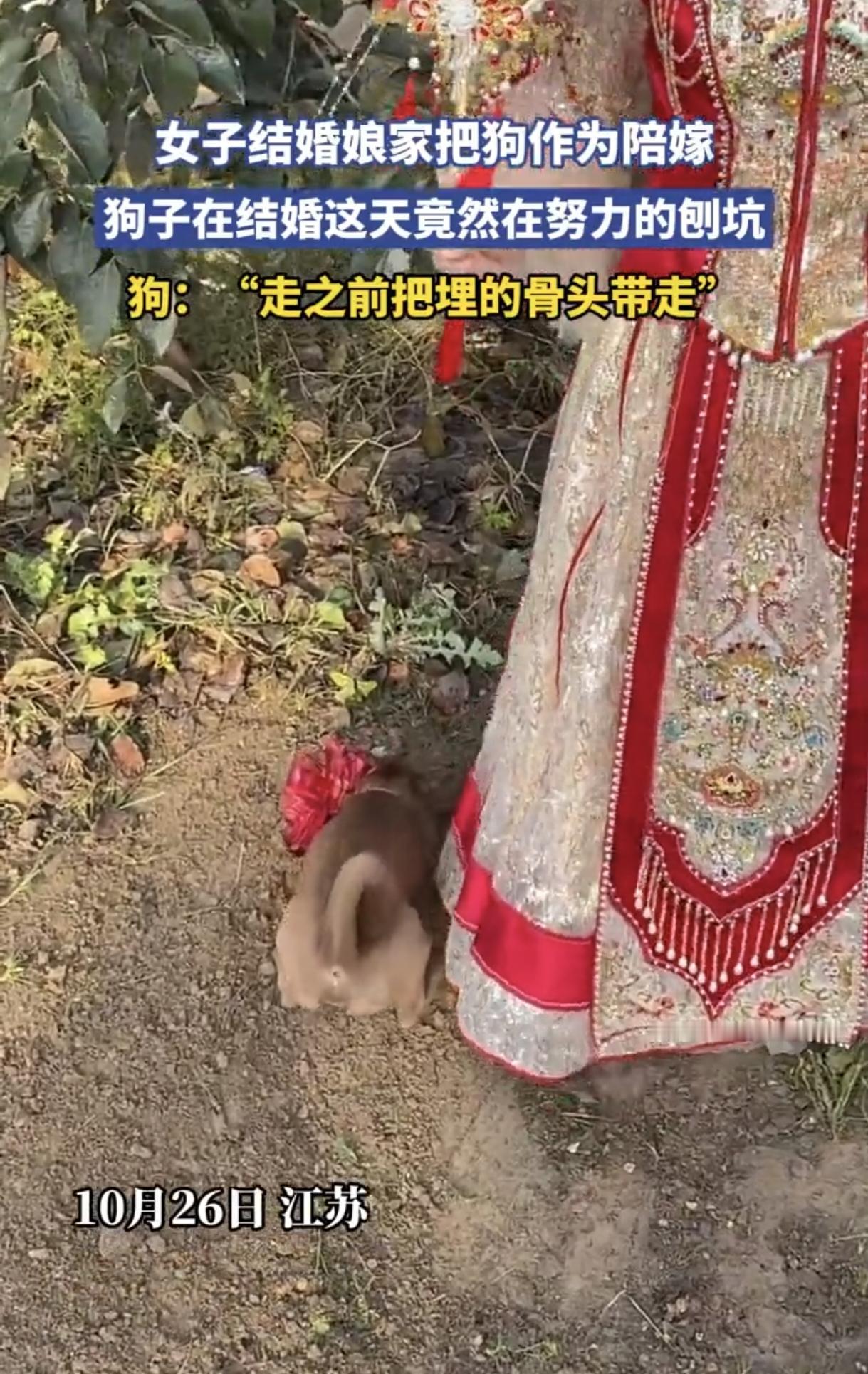 10月26日，在江苏，一位新娘出嫁时，娘家将小狗作为陪嫁。婚礼当天，这小家伙埋头