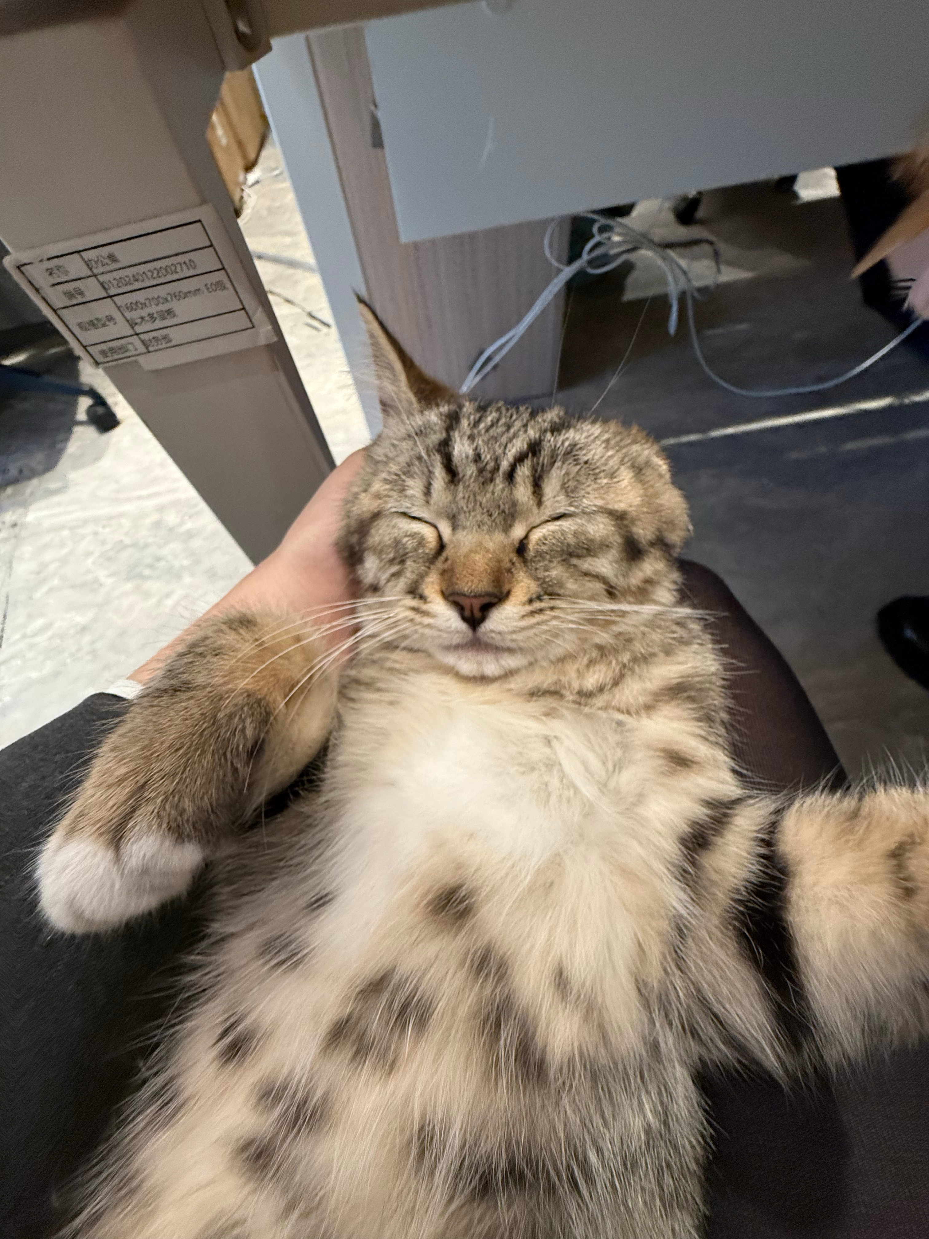 14734只狸毛利兰猫的时候 