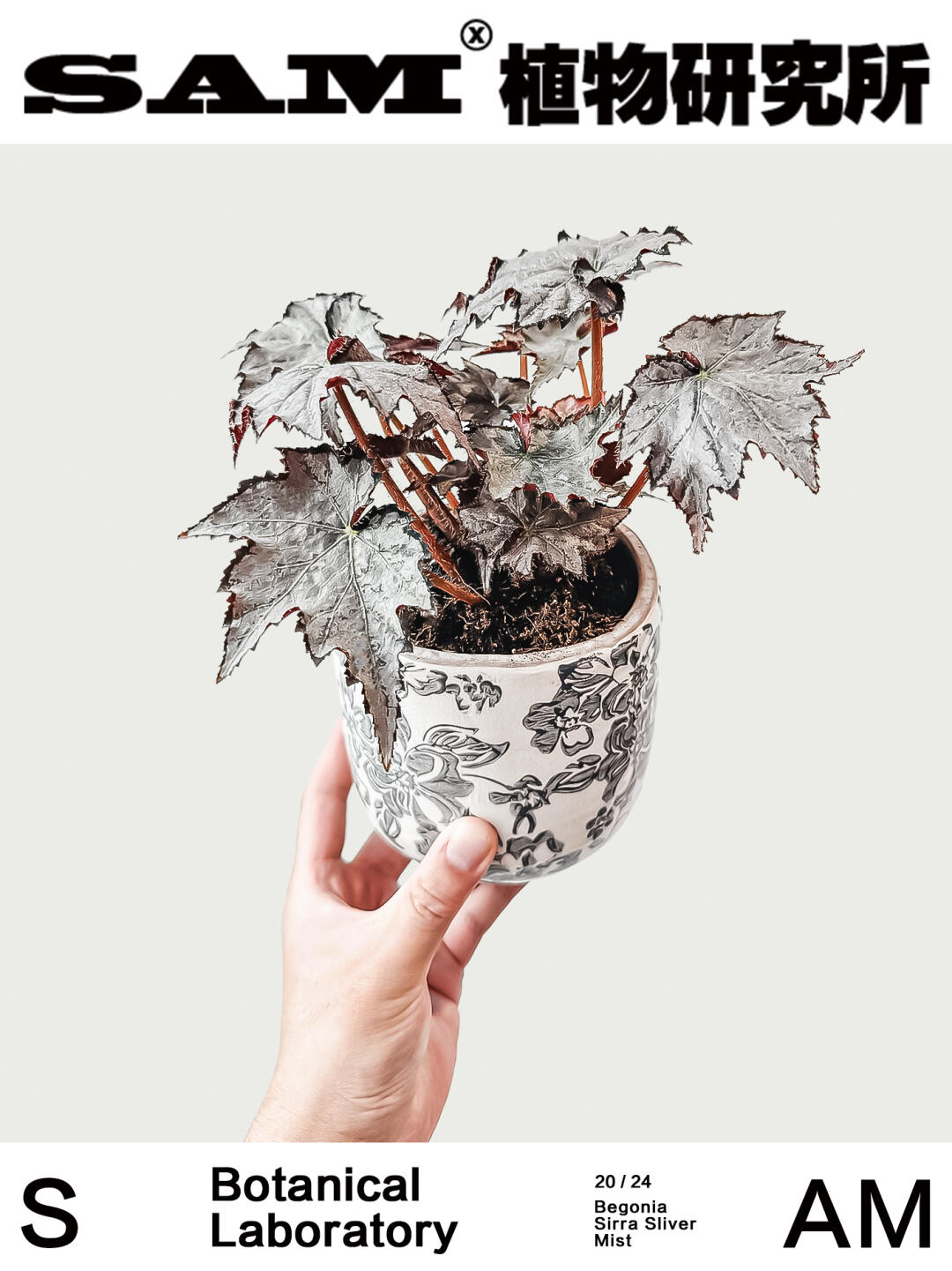 塞山银雾丨Begonia 'Silver Sierra Mist '